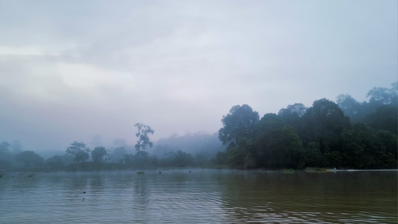 Kinabatangan Sabah Borneo Malaysia