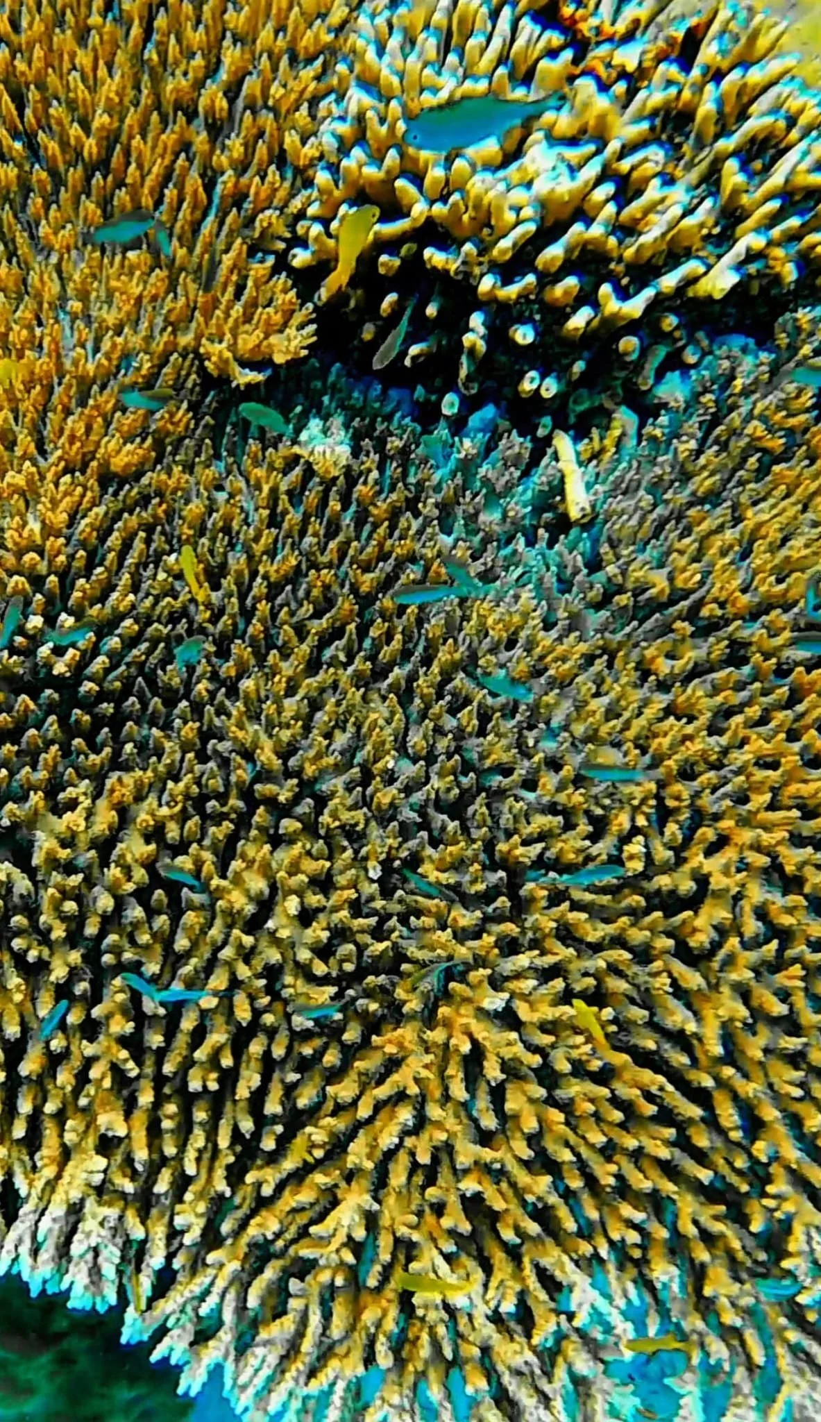 sabah mantabuan snorkeling schnorcheln tauchen diving coral fish korallen riff reef fishes