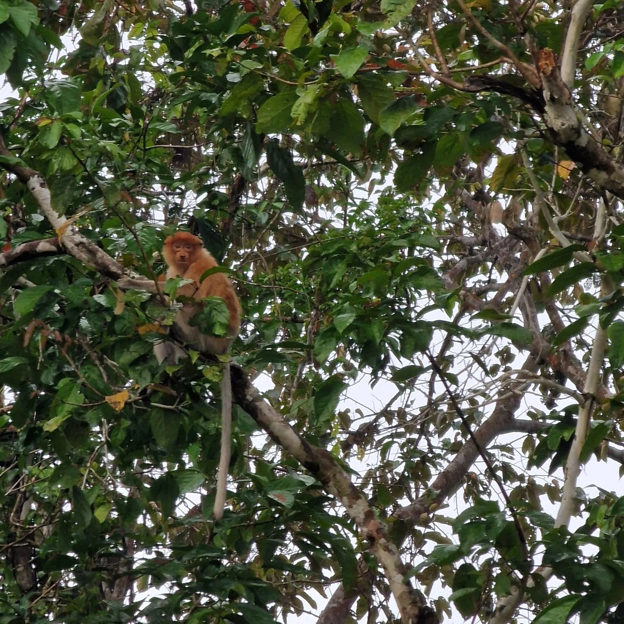 Urwald Regenwald Dschungel Kinabatangan Borneo
