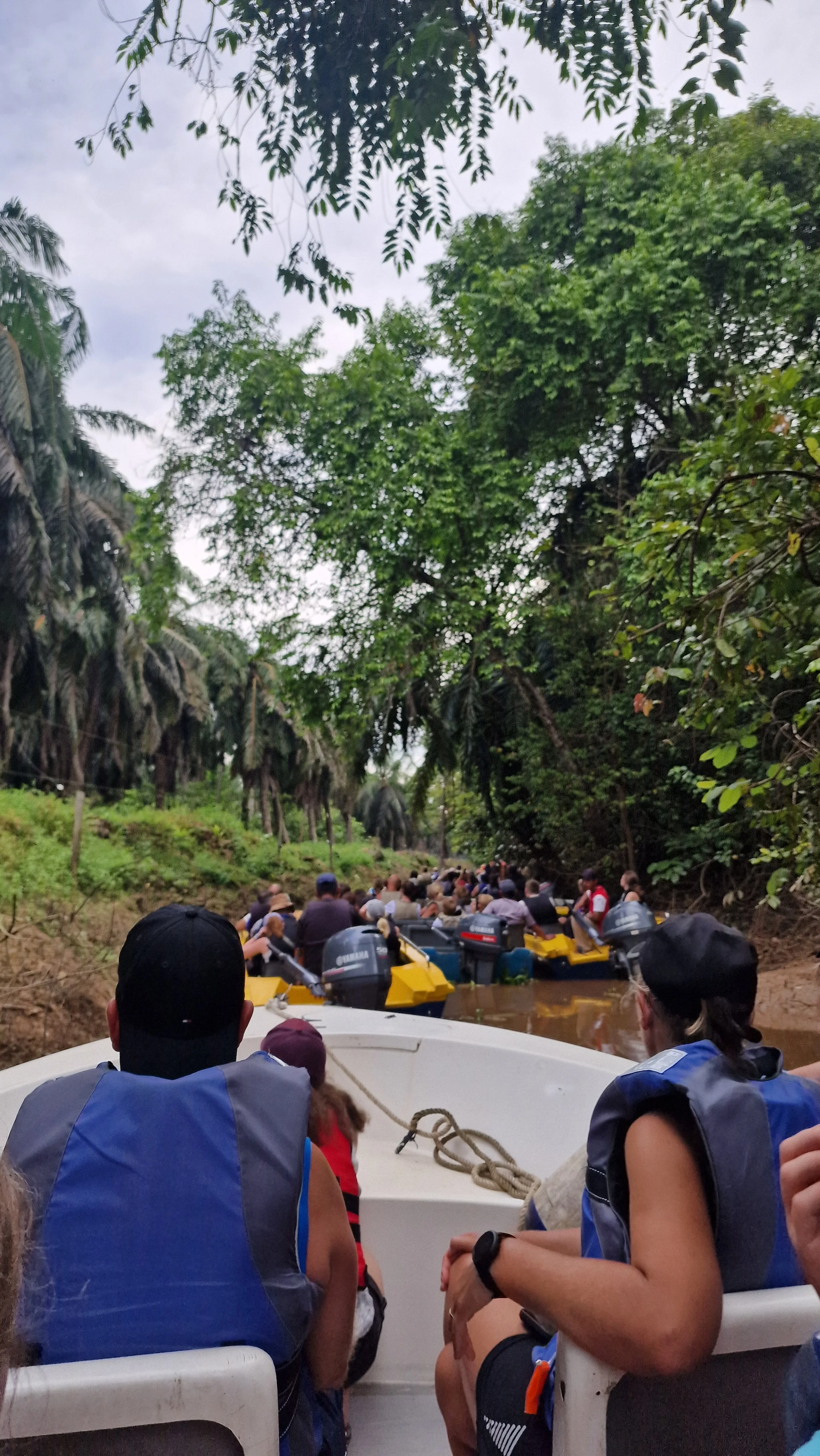 Wildtiersafari Sukau Borneo Kinabatangan Malaysia