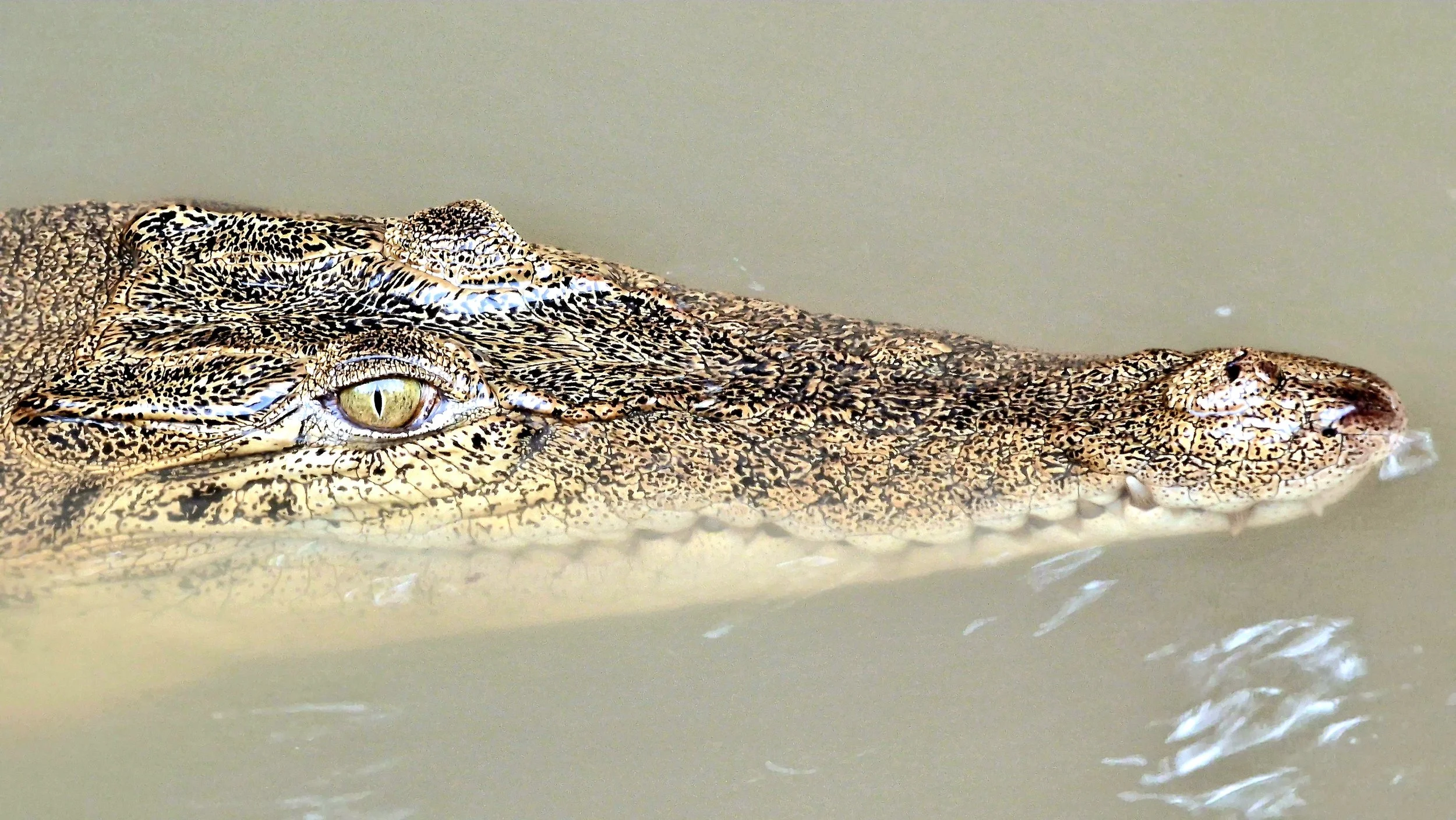crocodile river safari cruise kinabatangan sabah borneo malaysia