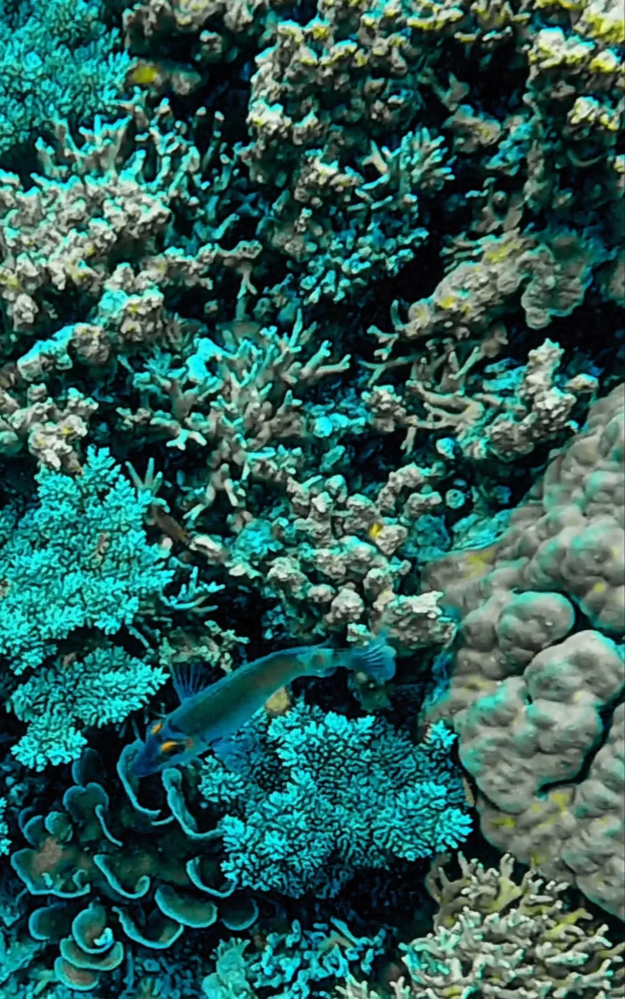 coral fish snorkeling diving pulau mantabuan borneo sabah malaysia