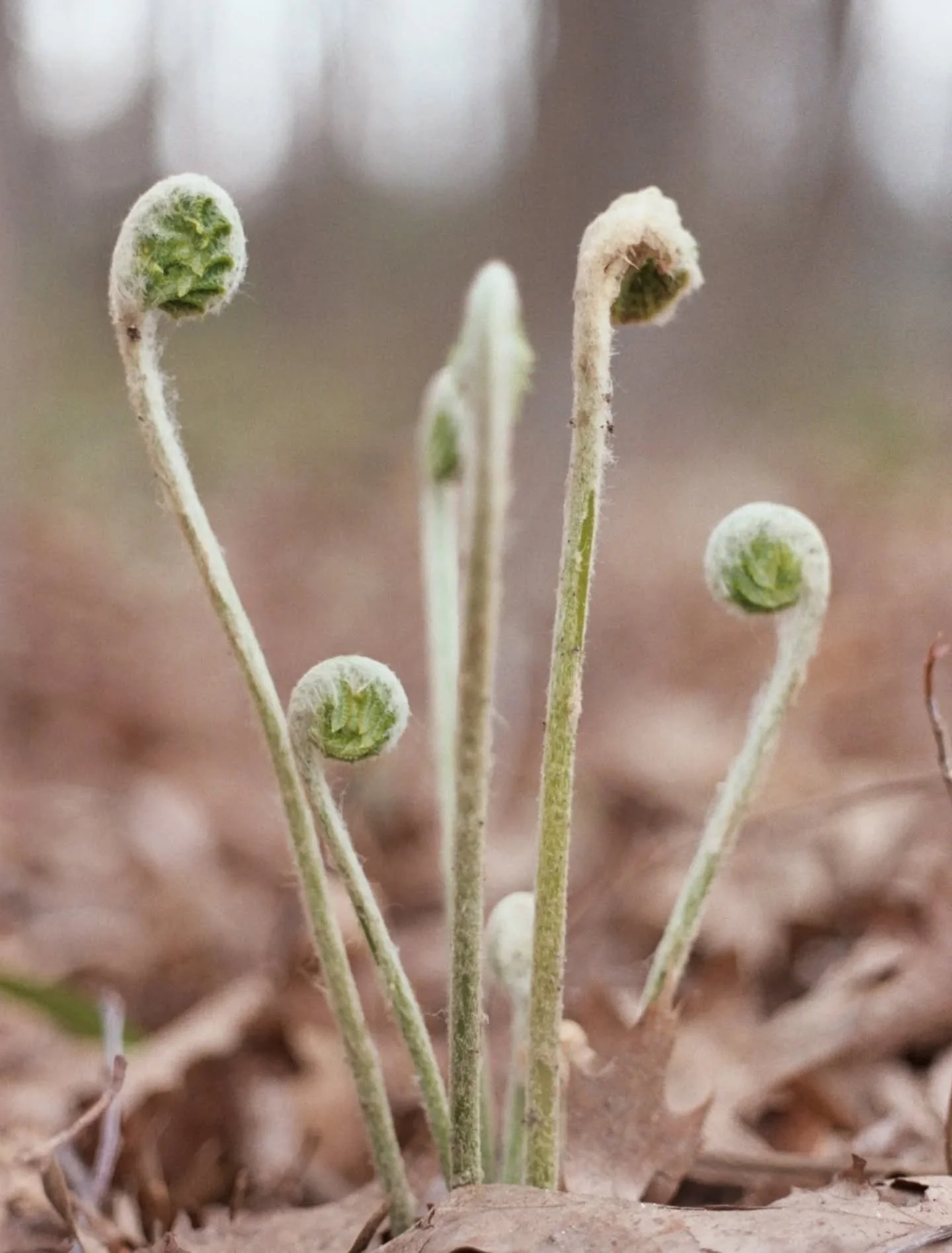 Waits patiently (but not that patiently) for Spring to arrive.

I recently wrote on the blog how my inspiration for using film has a kind of seasonality to it. Spring is when I go in for those tiny details that are just starting to emerge, those pops