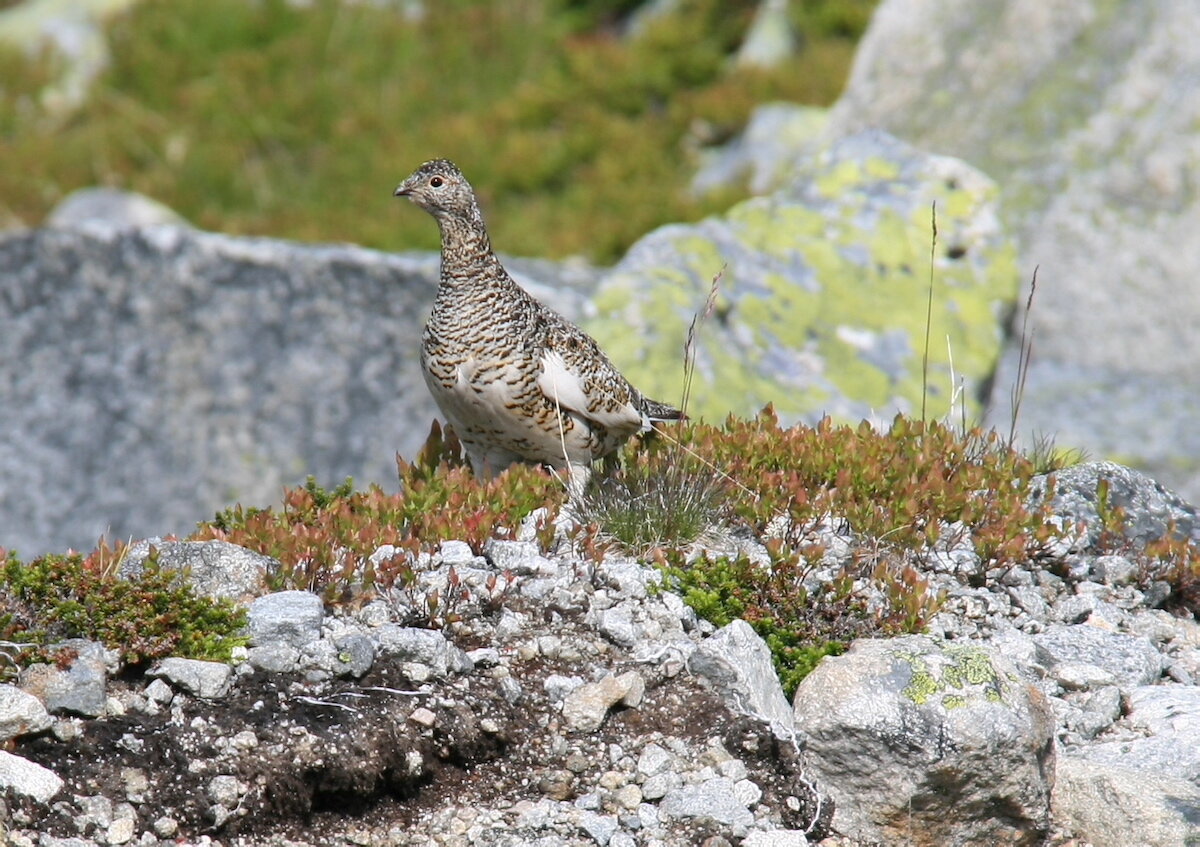 Allemannsretten og Friluftsloven