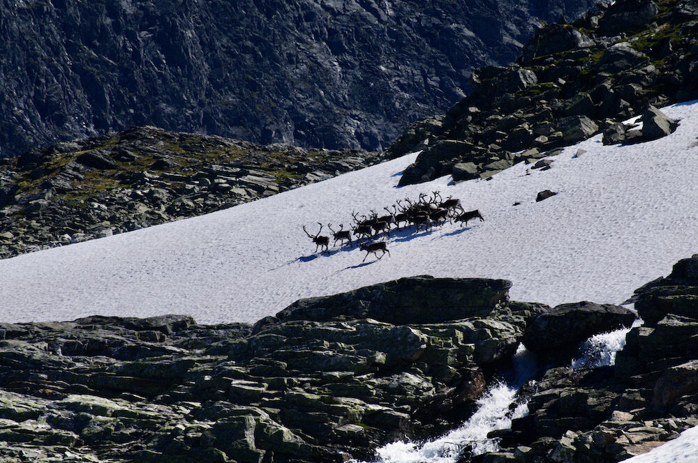 En bukkeflokk på en snøfonn i Soleibotnane