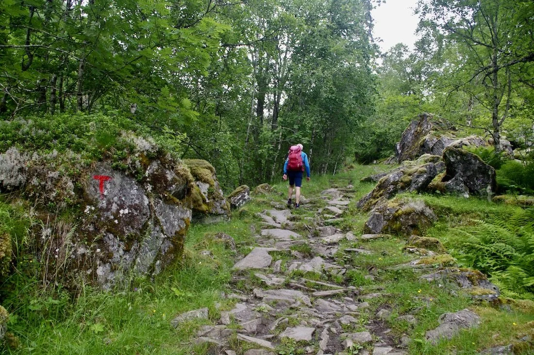 Fra stien i Mørkridsdalen