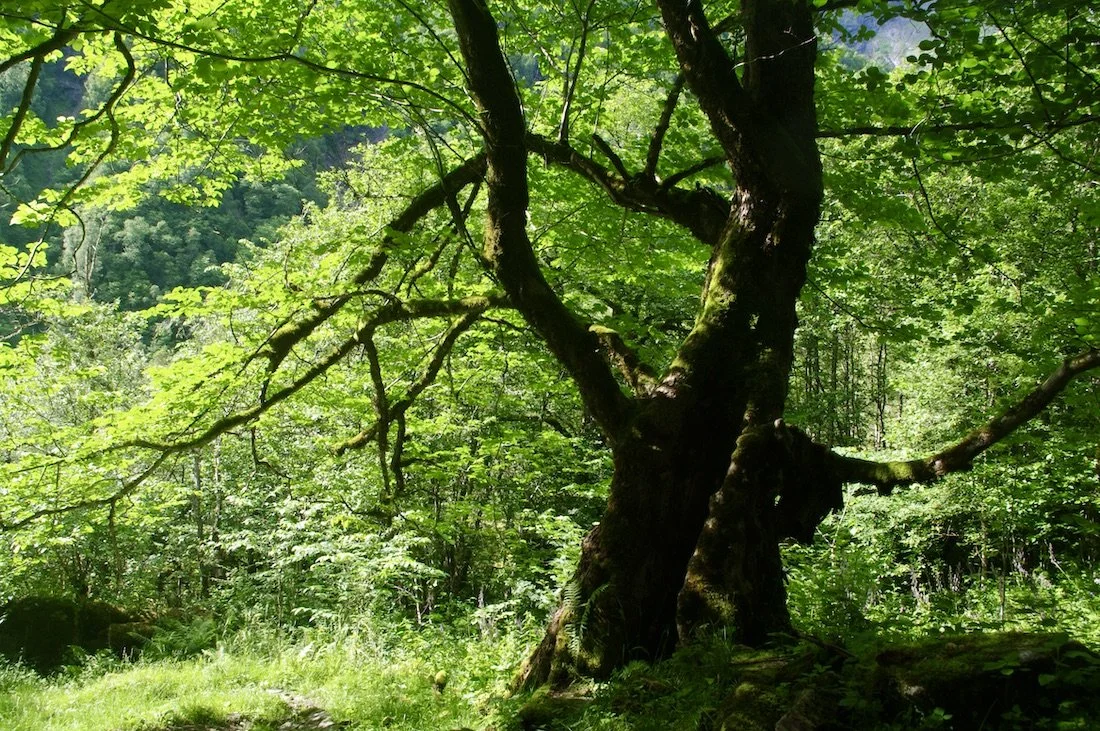 Gammel alm i Mørkridsdalen