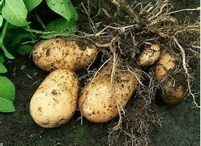 potato_seeds.jpg