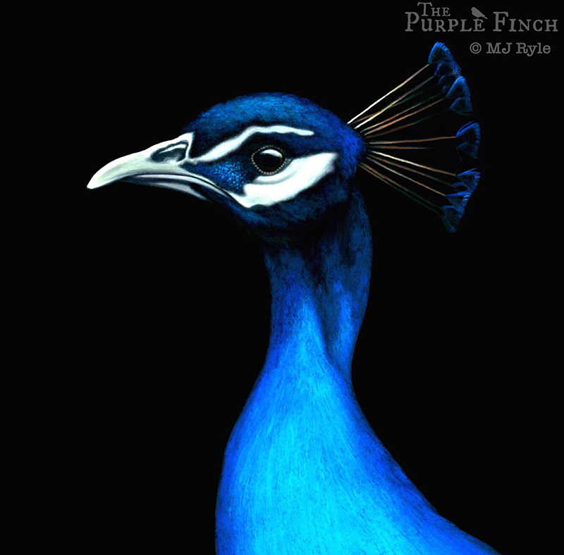 Peacock by MJ Ryle