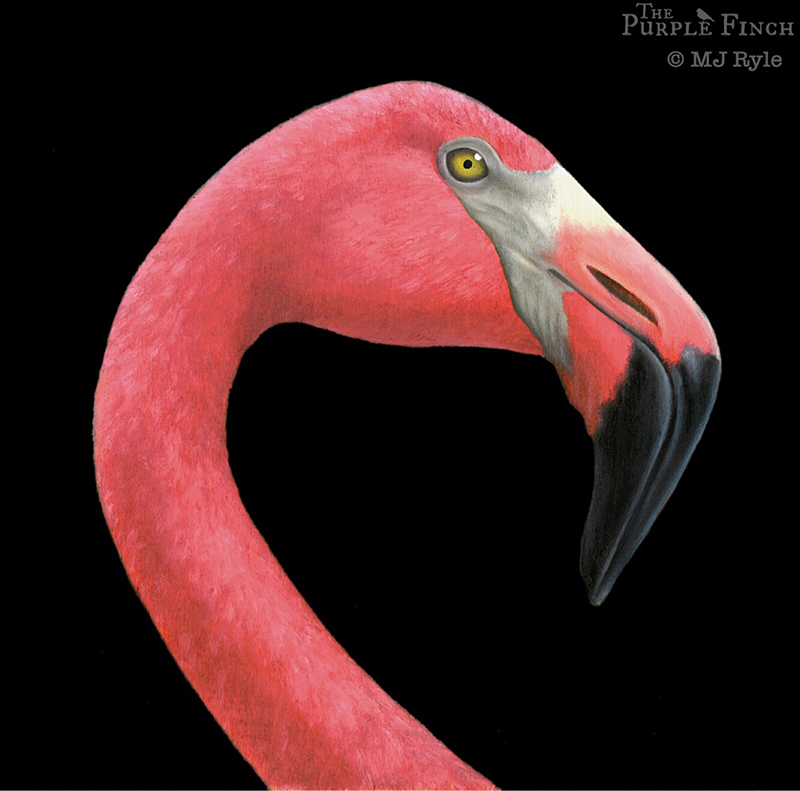 Flamingo