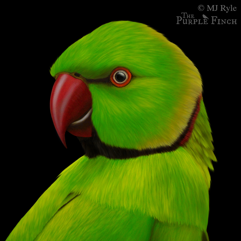 Ringnecked Parrot by MJ Ryle