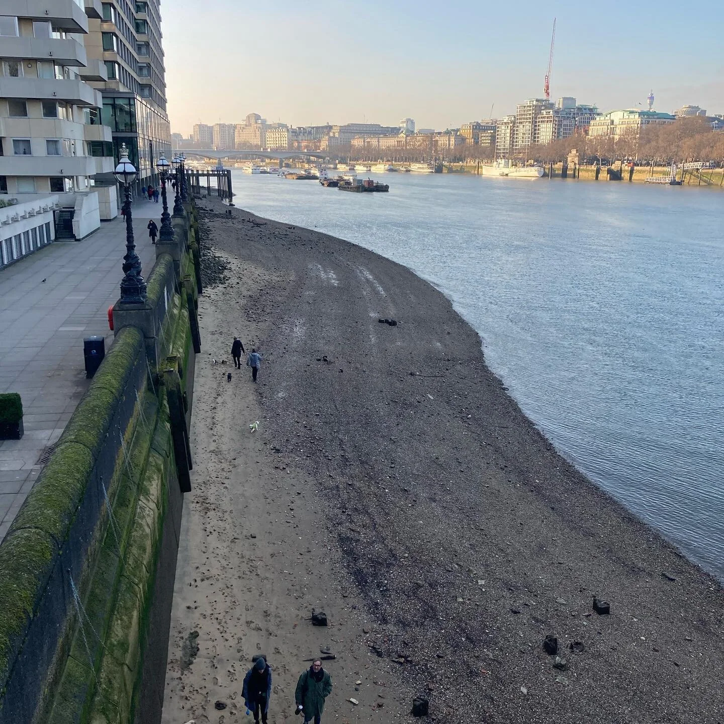 London Beech on the Thames