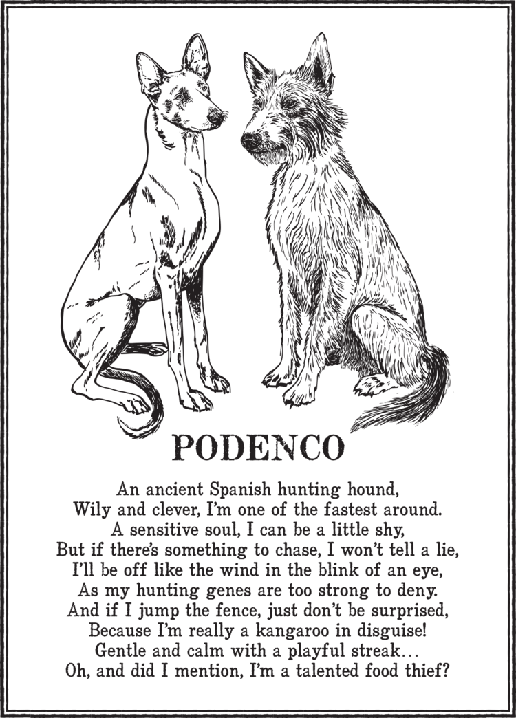 Podenco.png