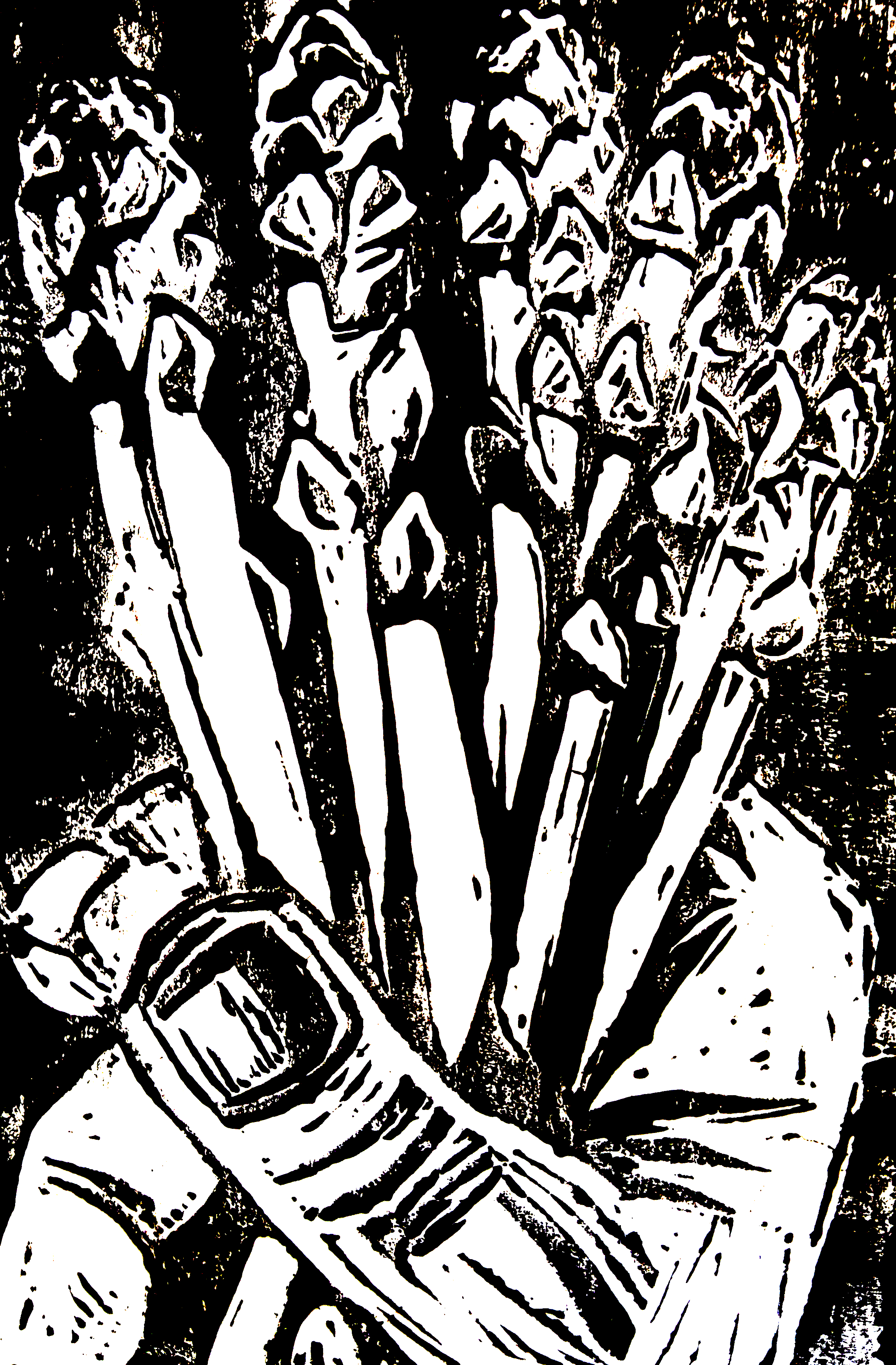 imgi_49_Asparagus+lino.png