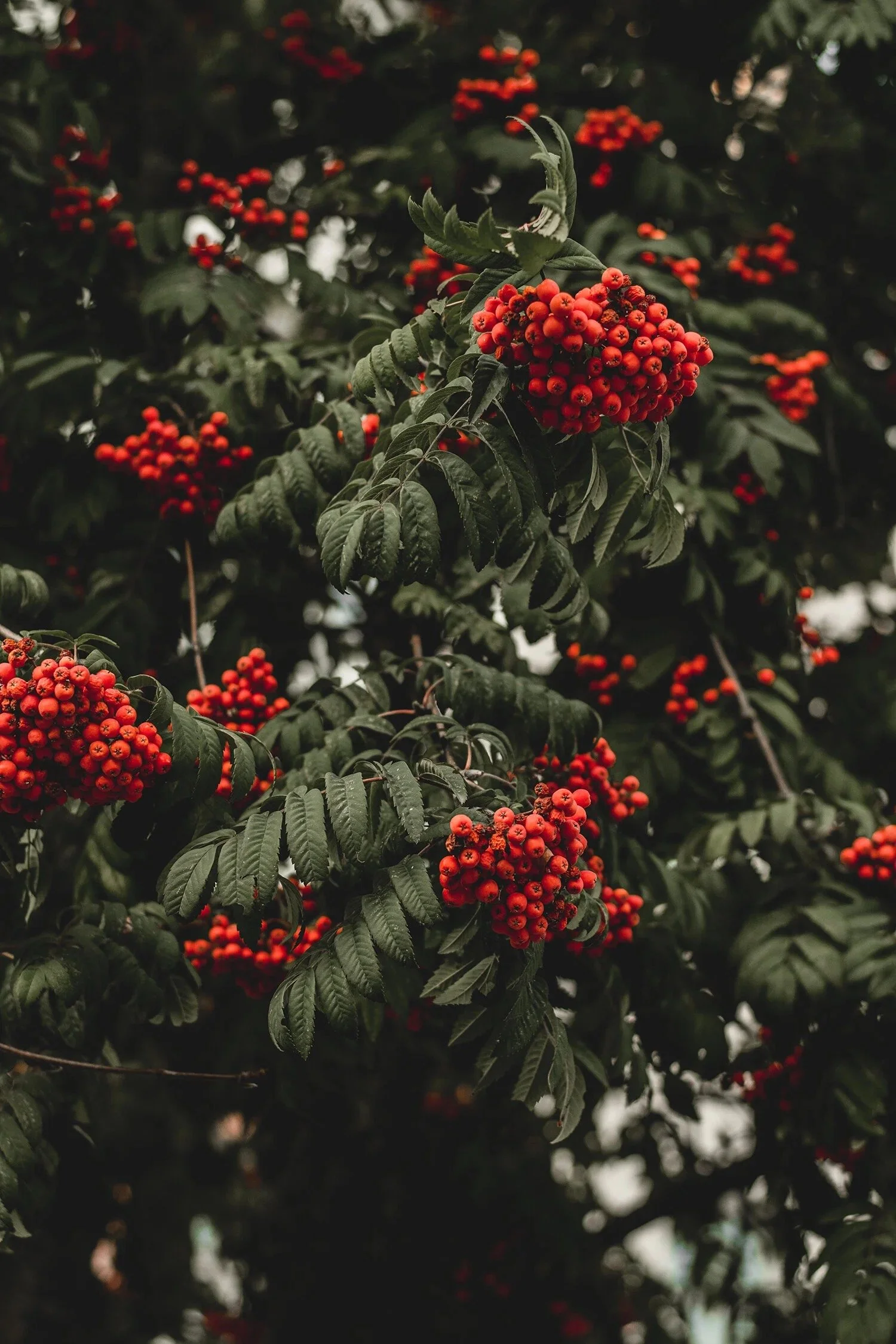 Recipe: Rowan Berry Jelly