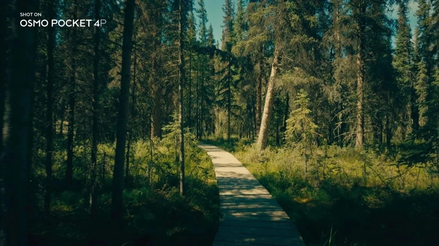pocket4p-alaska-forest.jpg