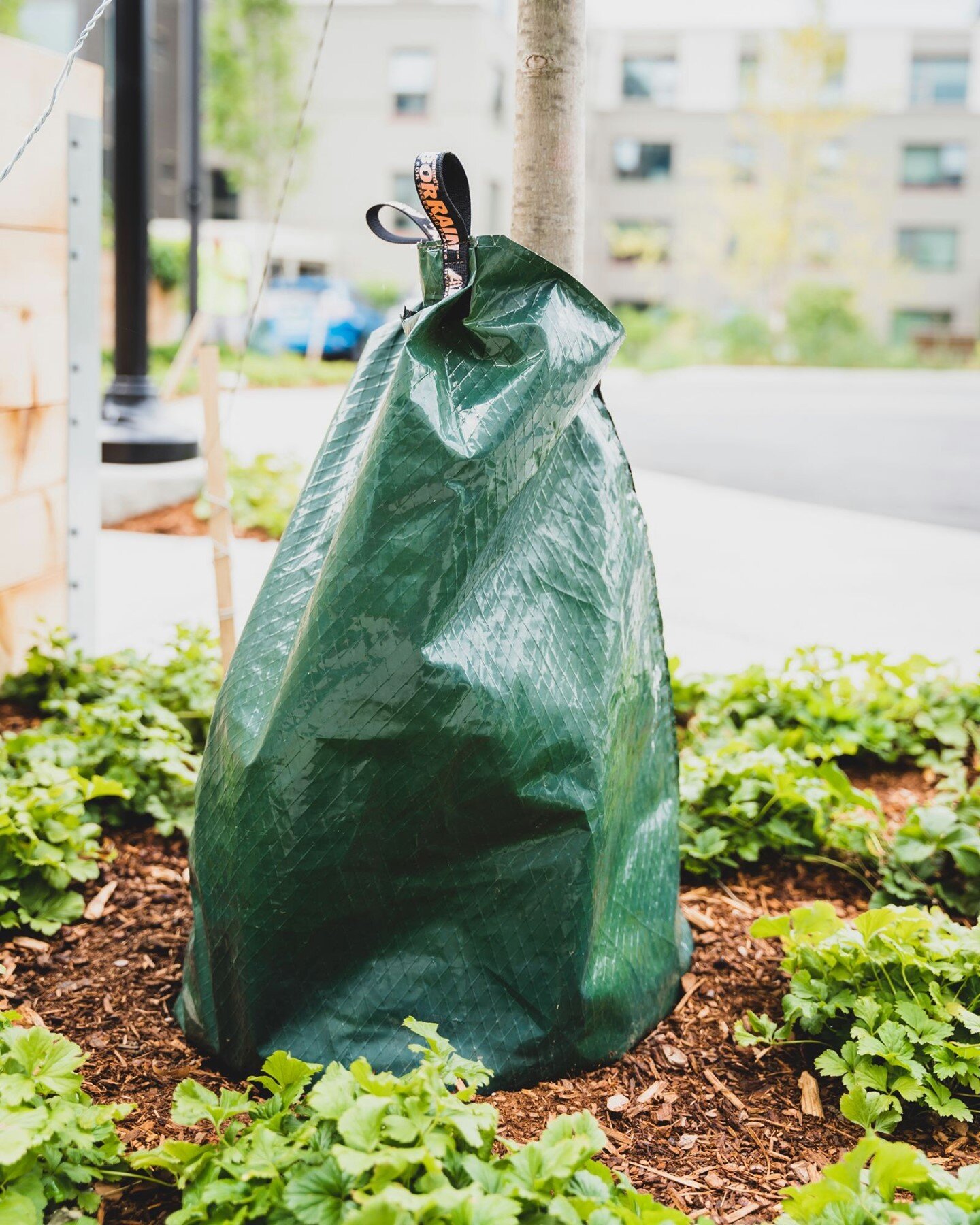 Are you wondering what the strange-looking dark green bags wrapped around so many local trees are for? ⠀
⠀
These are called self watering &lsquo;Tree Bags, and they are essential for helping newly planted trees survive and thrive. ⠀
⠀
Summer temperat