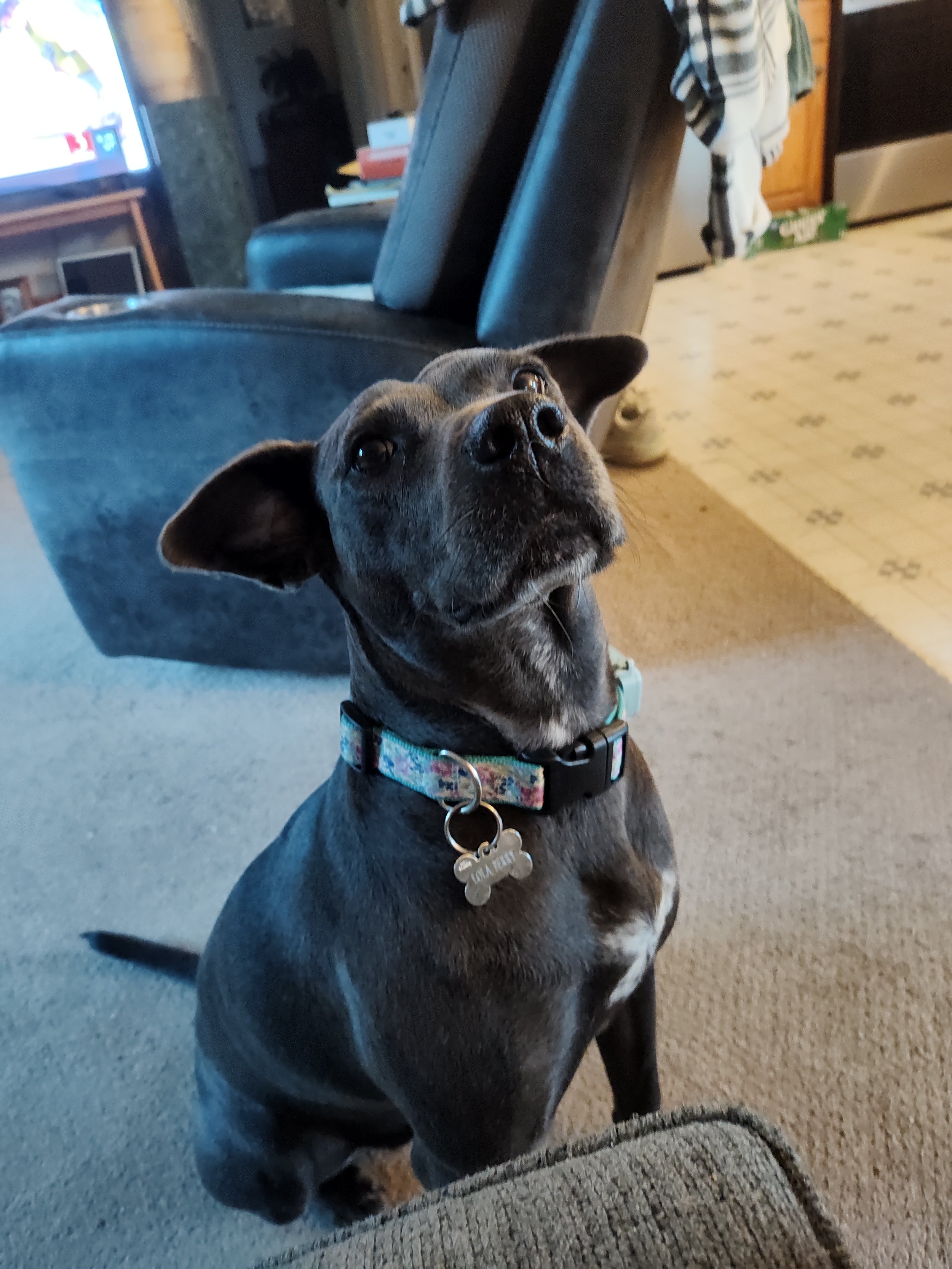 Lola