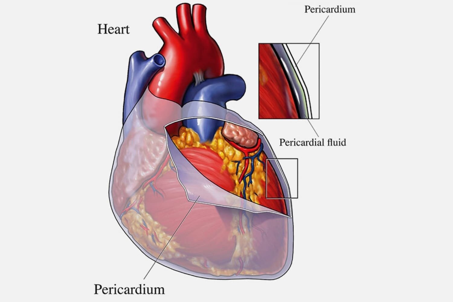 3 околосердечная сумка. Перикард сердца анатомия. Перикард (околосердечная сумка). Сердце анатомия человека околосердечная сумка.