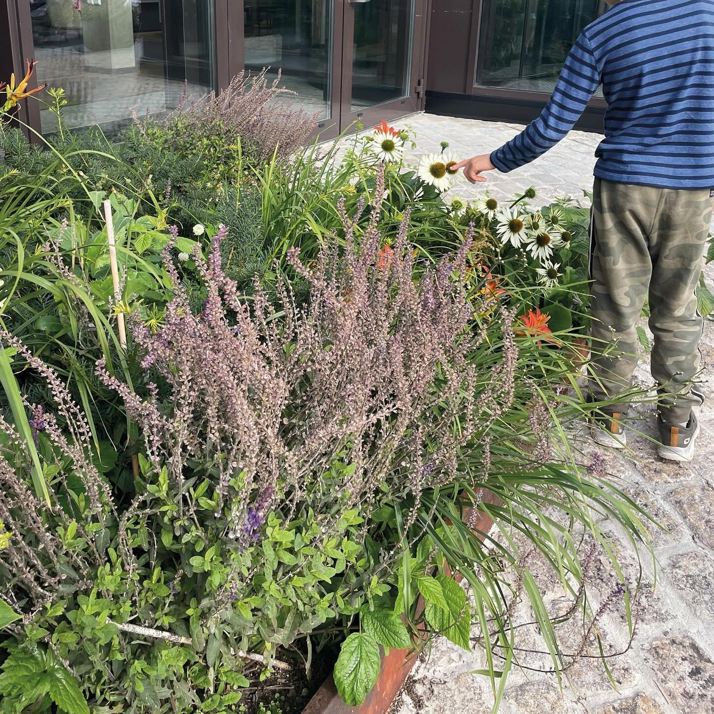 Vi gleder oss til v&aring;r og blomstring utenfor Holmenkollen Park hotell! 

@scandic_holmenkollen_park 
#holmenkollenparkhotel #springtime #landscapearchitecture #greencity #urbanflowers #urbangarden