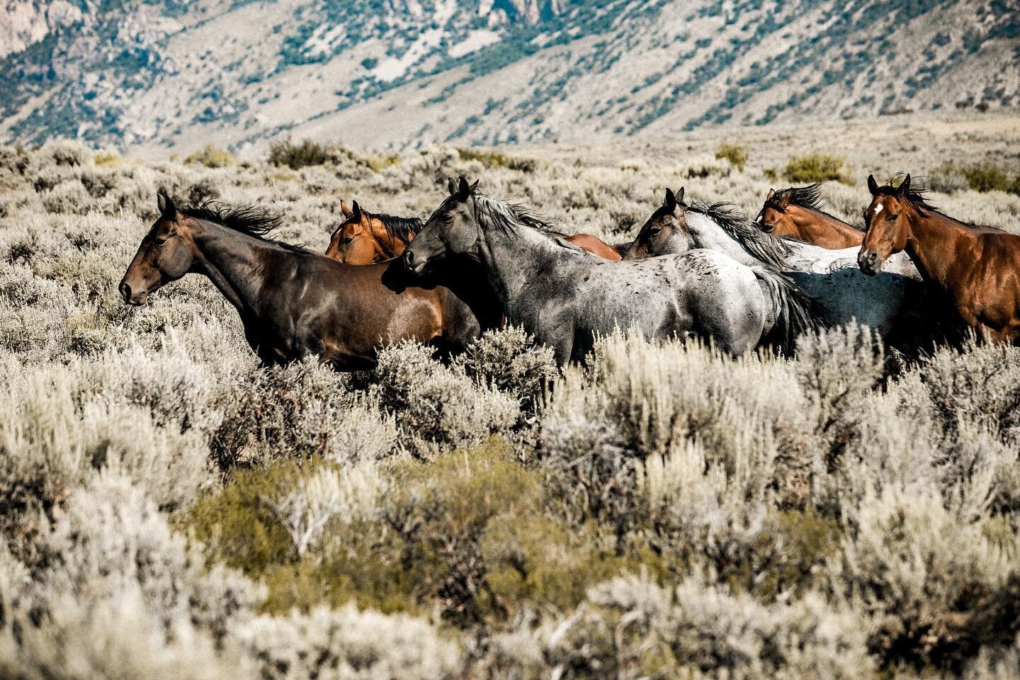 This photo is one of my favorite horse shots I have taken. And it is blown up big on my kitchen wall even though to some that may seem a little conceited to display my own artwork like that. Why? Because this photo came from a weekend that I chose to