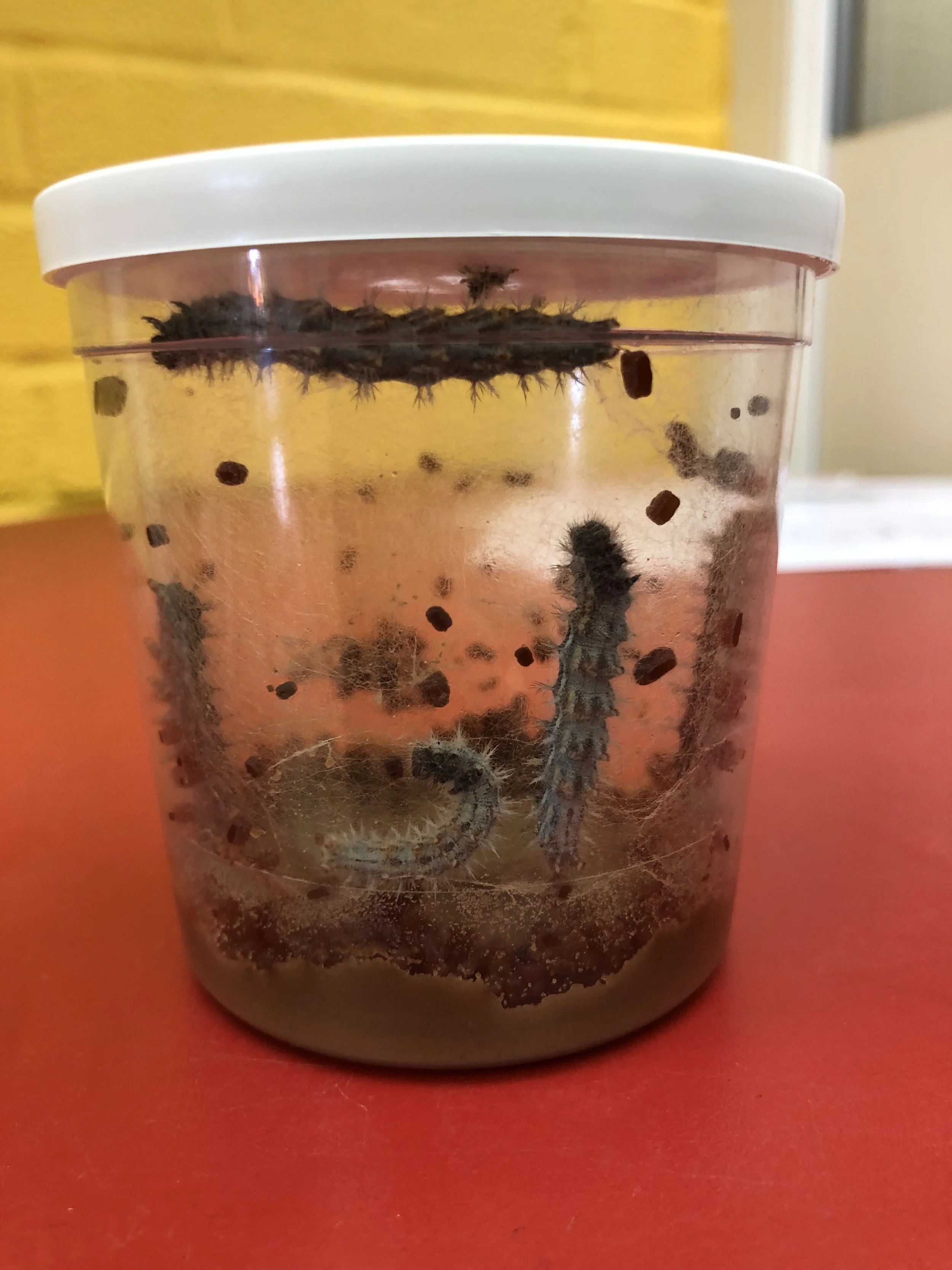 Day 4 - They are growing so quickly