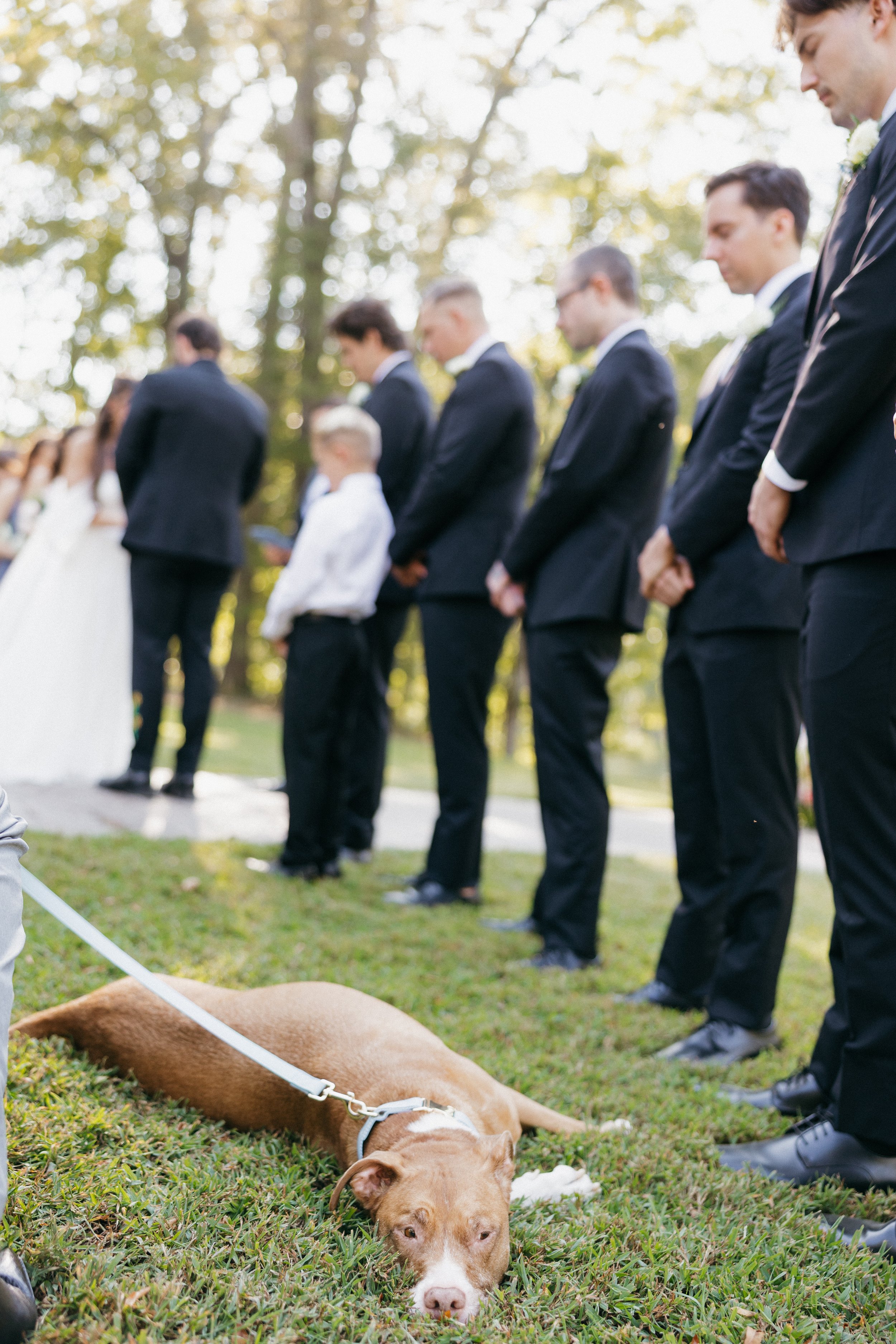 5 Pet-Friendly Wedding Venues in Chattanooga 