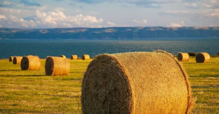 A large hay bale in a field with several other hay bales in the background, overlooking a body of water and distant mountains.