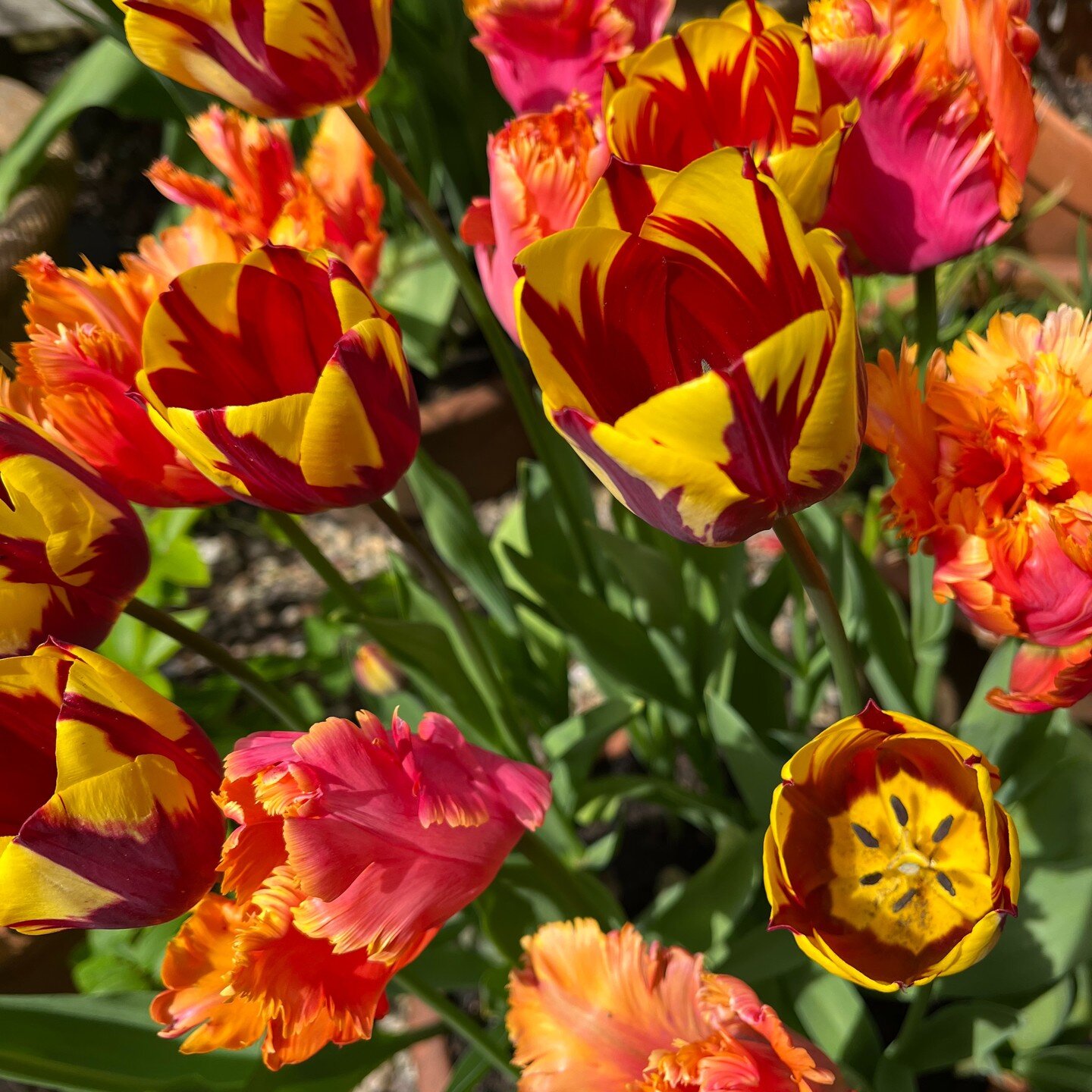 Glorious Tulips!