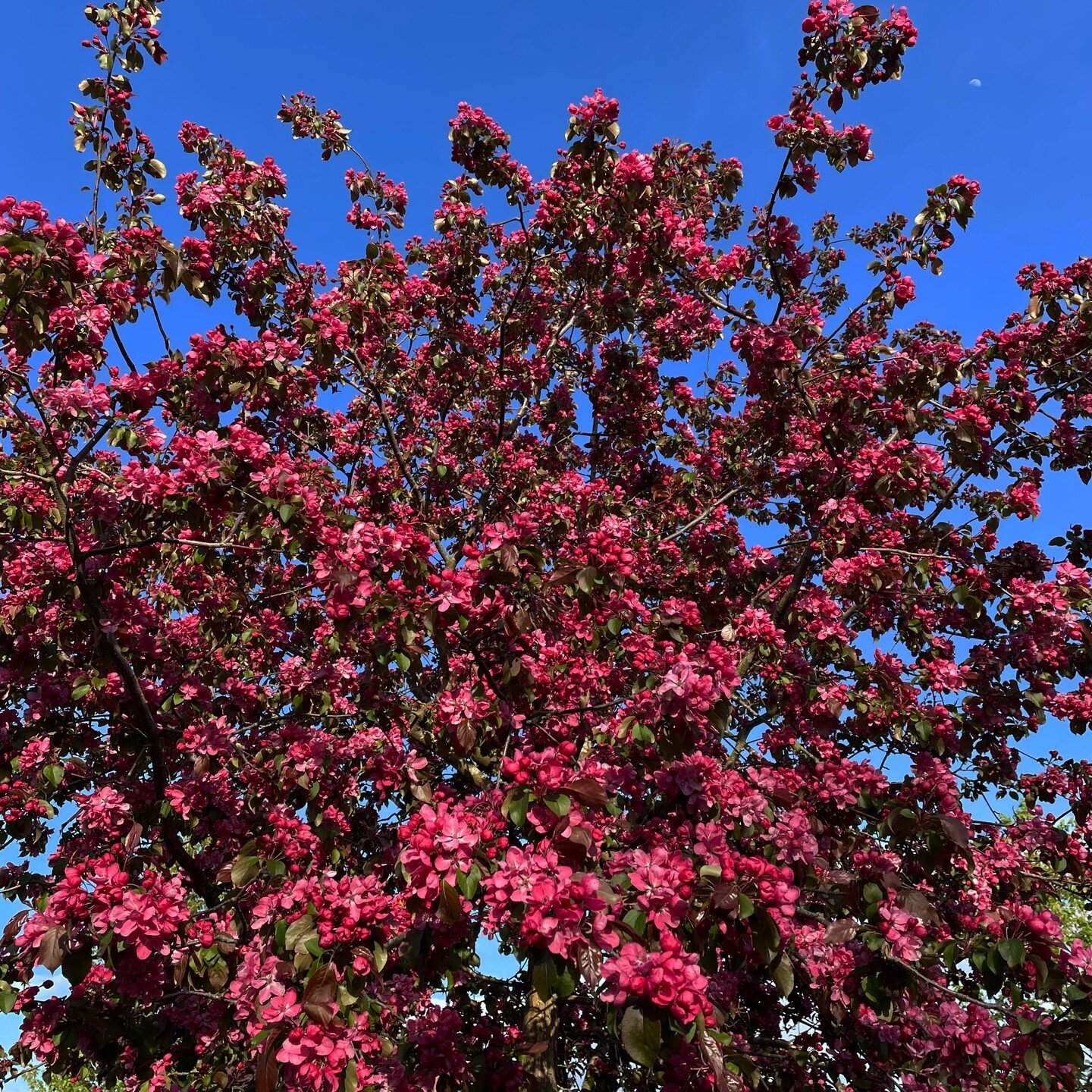 The glory that is spring, blossom in the park.