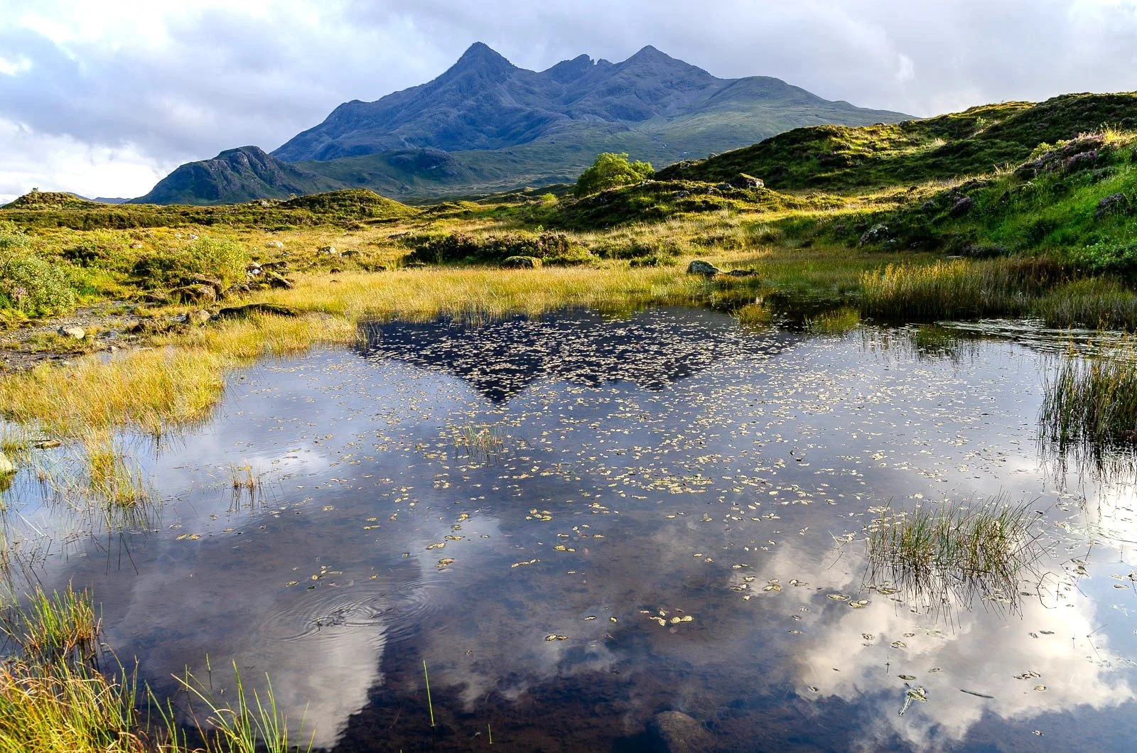 Valuing ecosystems: Lessons from my North Star Transition internship