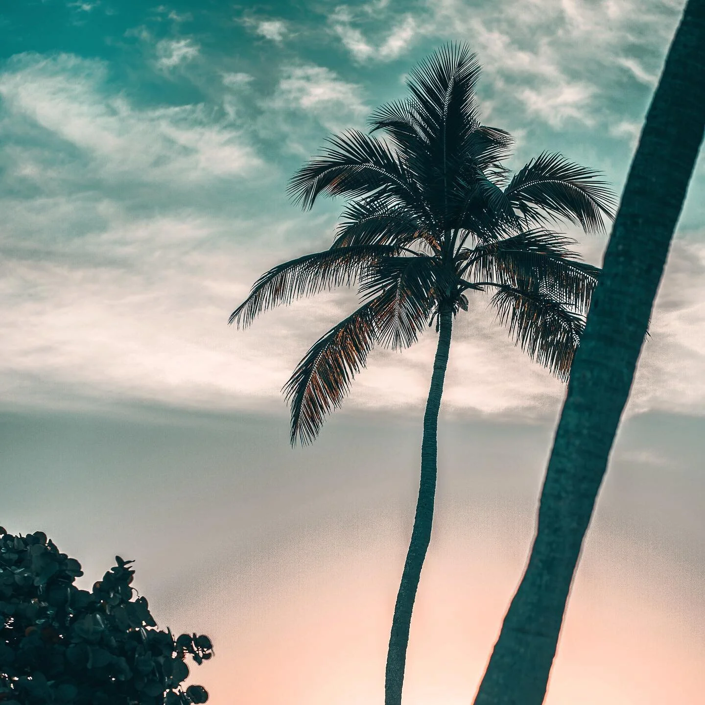Sway. 🌴 
One thing I tend to take for granted living here in South Florida is the beauty of a tropical climate. Palm trees are everywhere and they&rsquo;re so ingrained into my daily life that I don&rsquo;t even notice them sometimes. Then I take a 