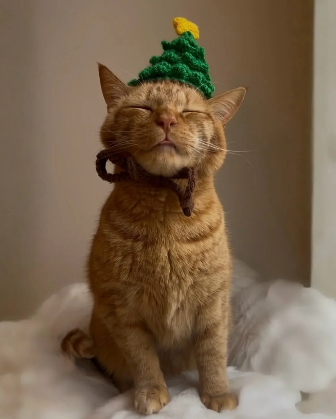 Happy Christmas. 
&mdash;&mdash;&mdash;&mdash;&mdash;&mdash;&mdash;&mdash;&mdash;&mdash;&mdash;&mdash;&mdash;&mdash;&mdash;&mdash;&mdash;&mdash;&mdash;&mdash;&mdash;&mdash;&mdash;&mdash;&mdash;&mdash;&mdash;&mdash;&mdash;&mdash;
🎄😻🎄😻🎄😻🎄😻🎄😻?