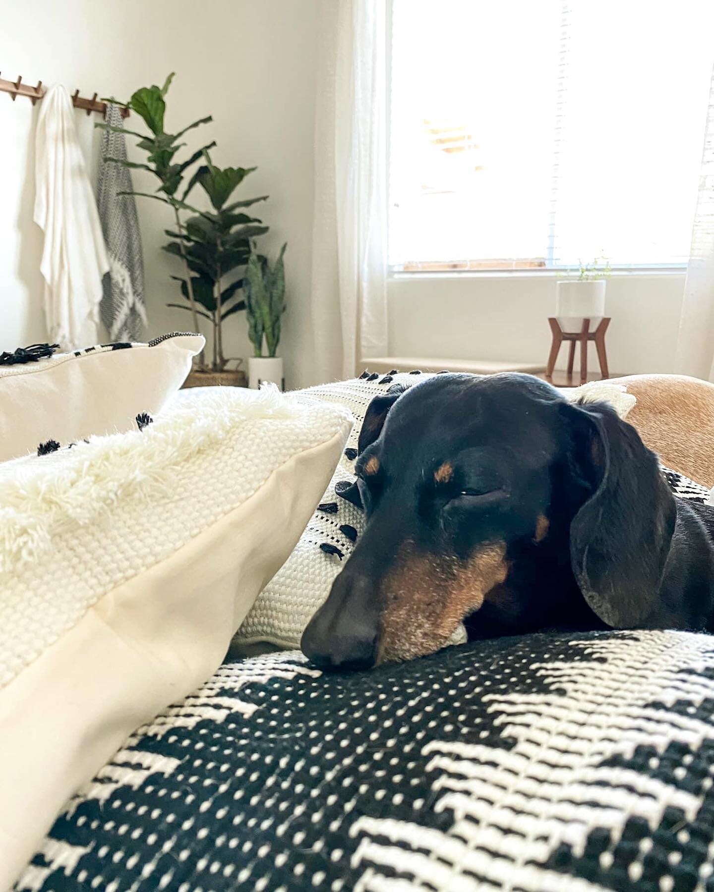 Daily dose of wiener dog. Did you know&hellip;

I donate 50 lbs of dog and cat food to a local animal rescue after every house I sell. 

Over the last several years, my husband, Matt @aspectsandanglesphotography, and I have rescued 2 cats and 6 dogs 