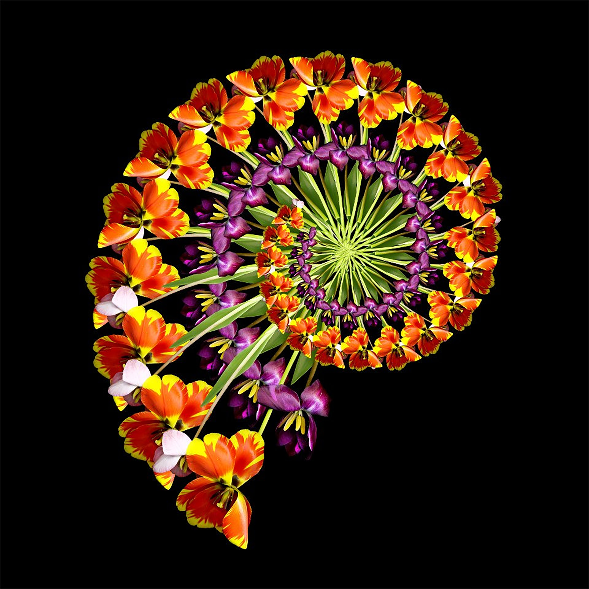 scanner_fibonacci_flower_x.png