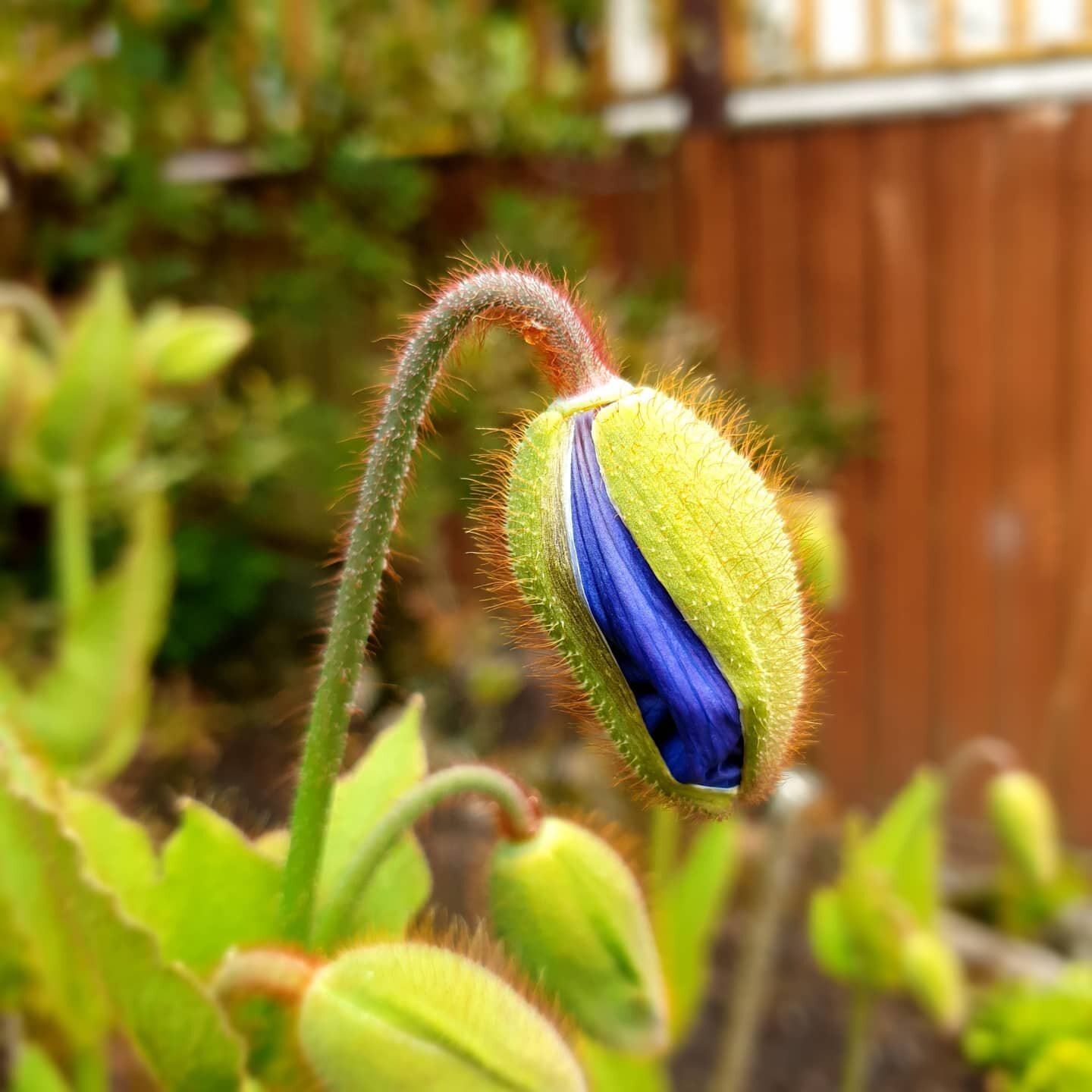 Meconopsis baileyi ready to pop...
.
.
#plants #plantsofinstagram #plantlover #garden #gardens #horticulture #blue #gardener #woodland #woodlandgarden #landscape #poppy #lovenature #plantsmakepeoplehappy #himalayanbluepoppy #perennial #flowers #desig