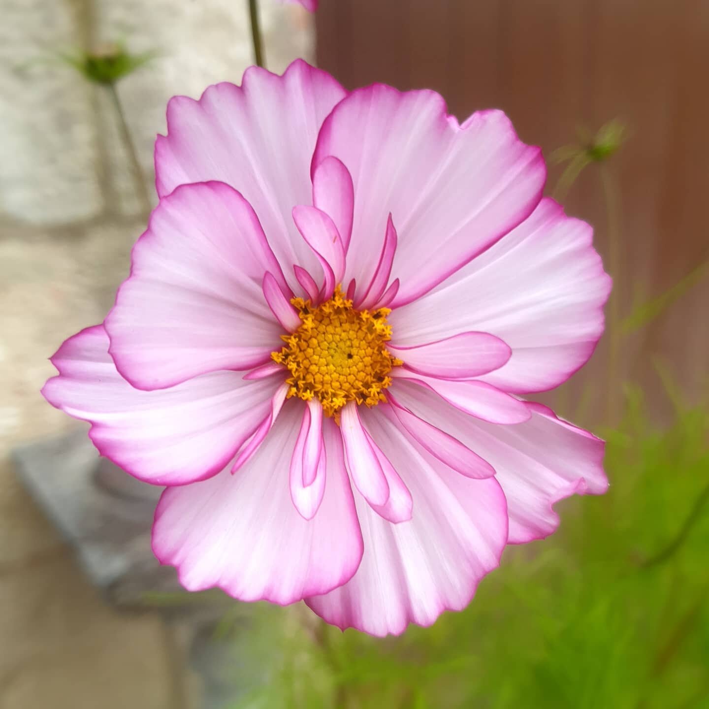 Cosmos 🌸
.
.
#plants #plantsofinstagram #plantlover #garden #gardens #nature #horticulture #pink #gardener #gardening #woodlandgarden #landscape #cosmos #lovenature #love #plantsmakepeoplehappy #petals #cosmosflower #bedding #flowers #design #plant 
