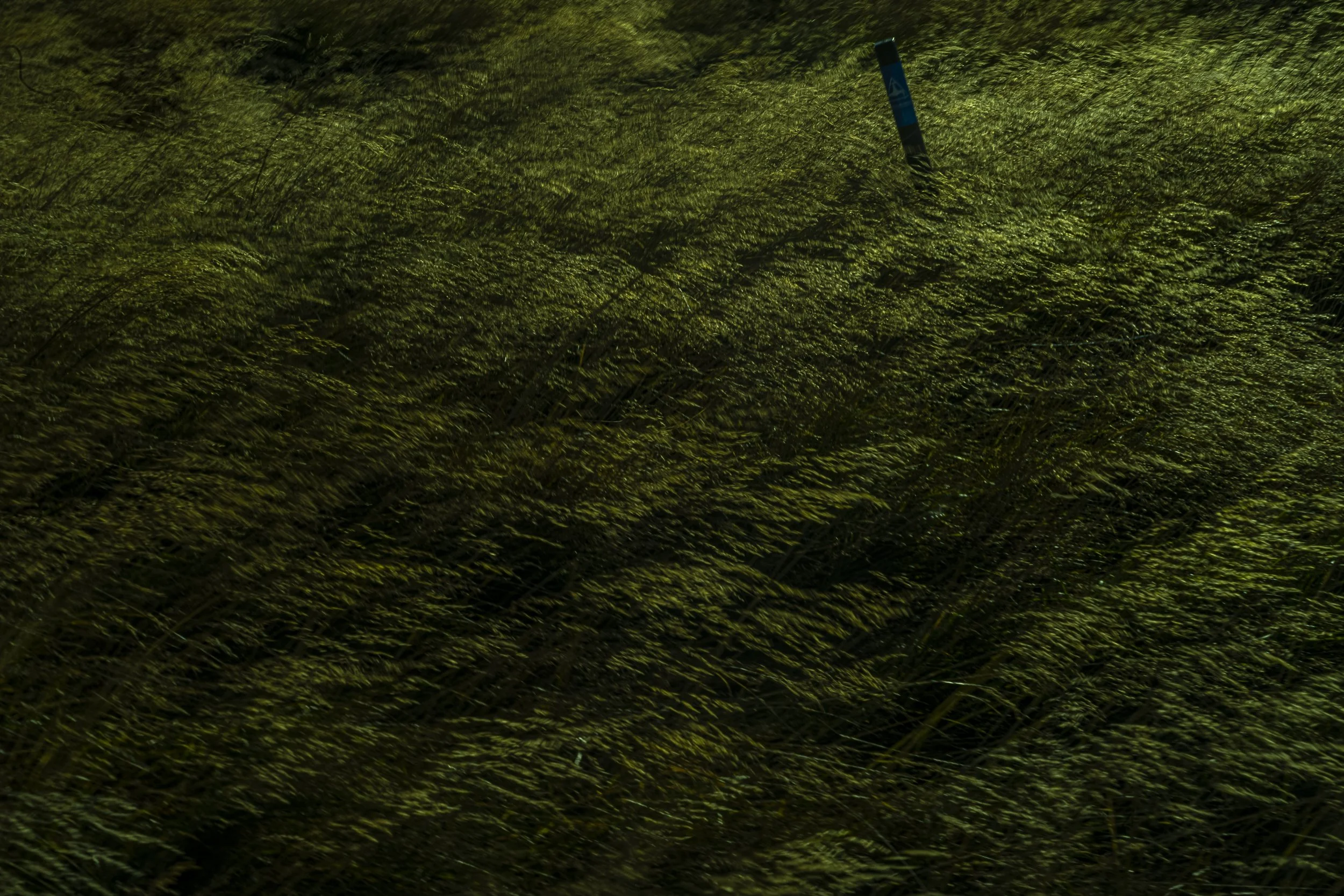 haseltine-2.jpg
