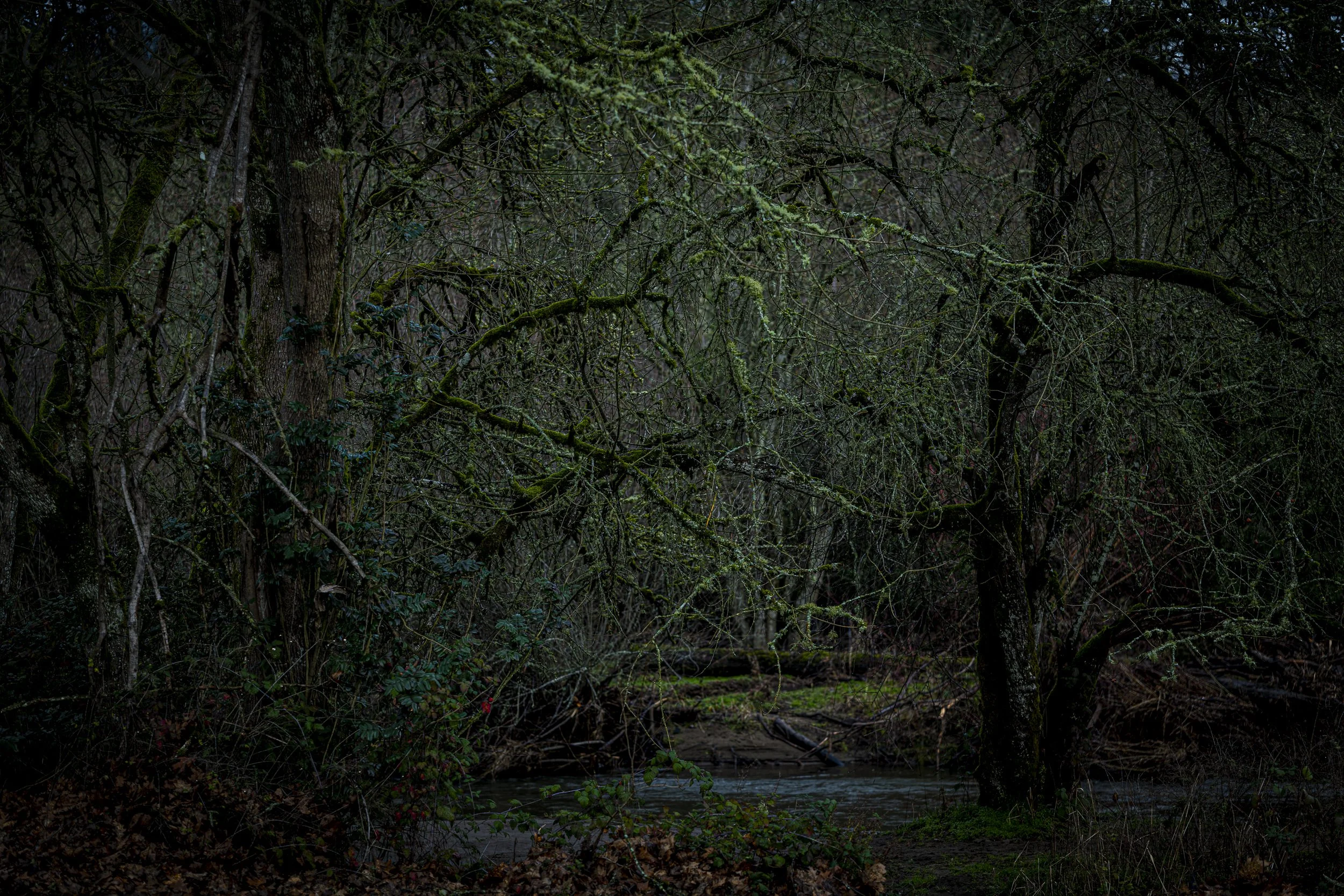 haseltine-3.jpg