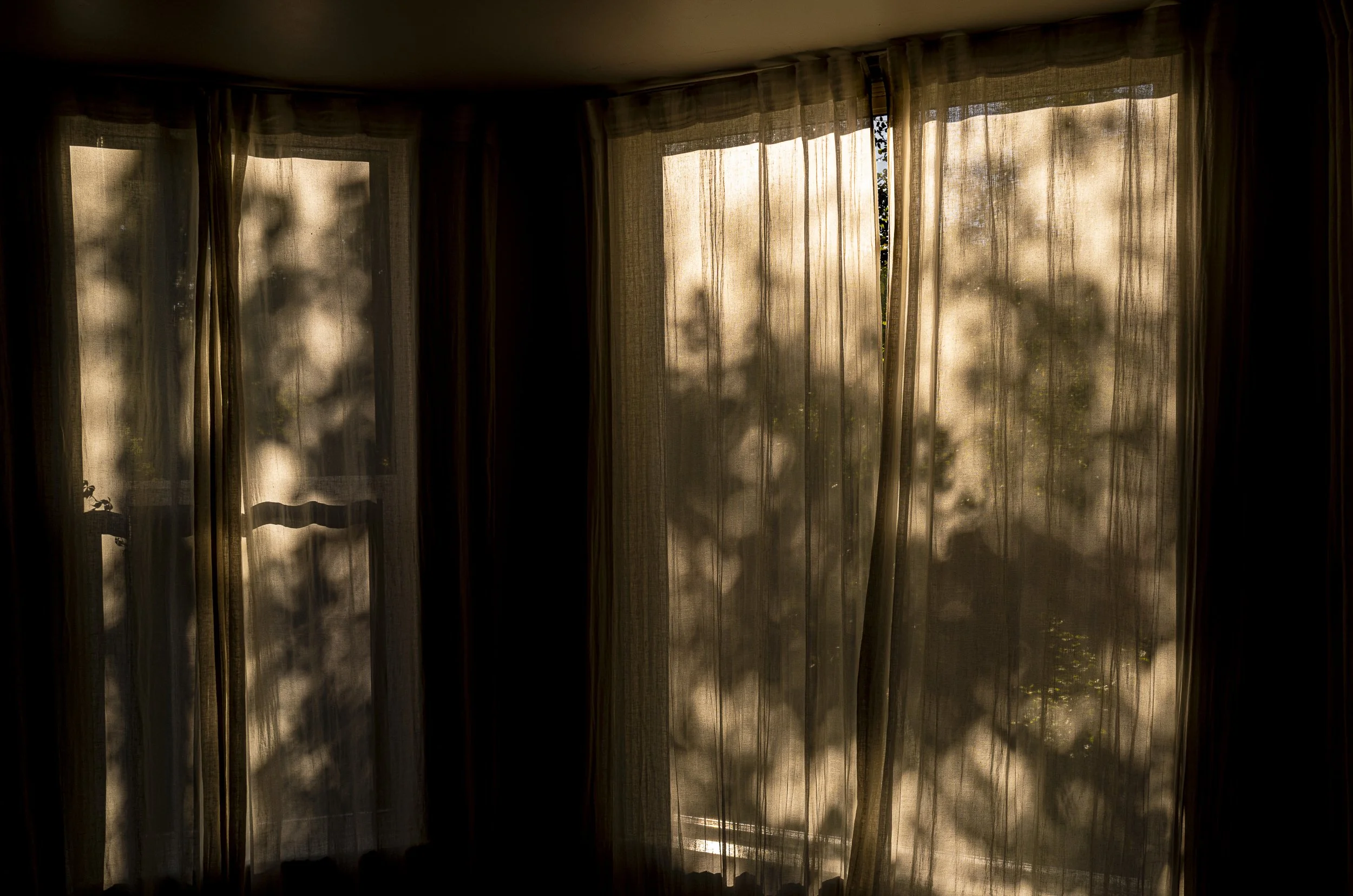 haseltine-15.jpg