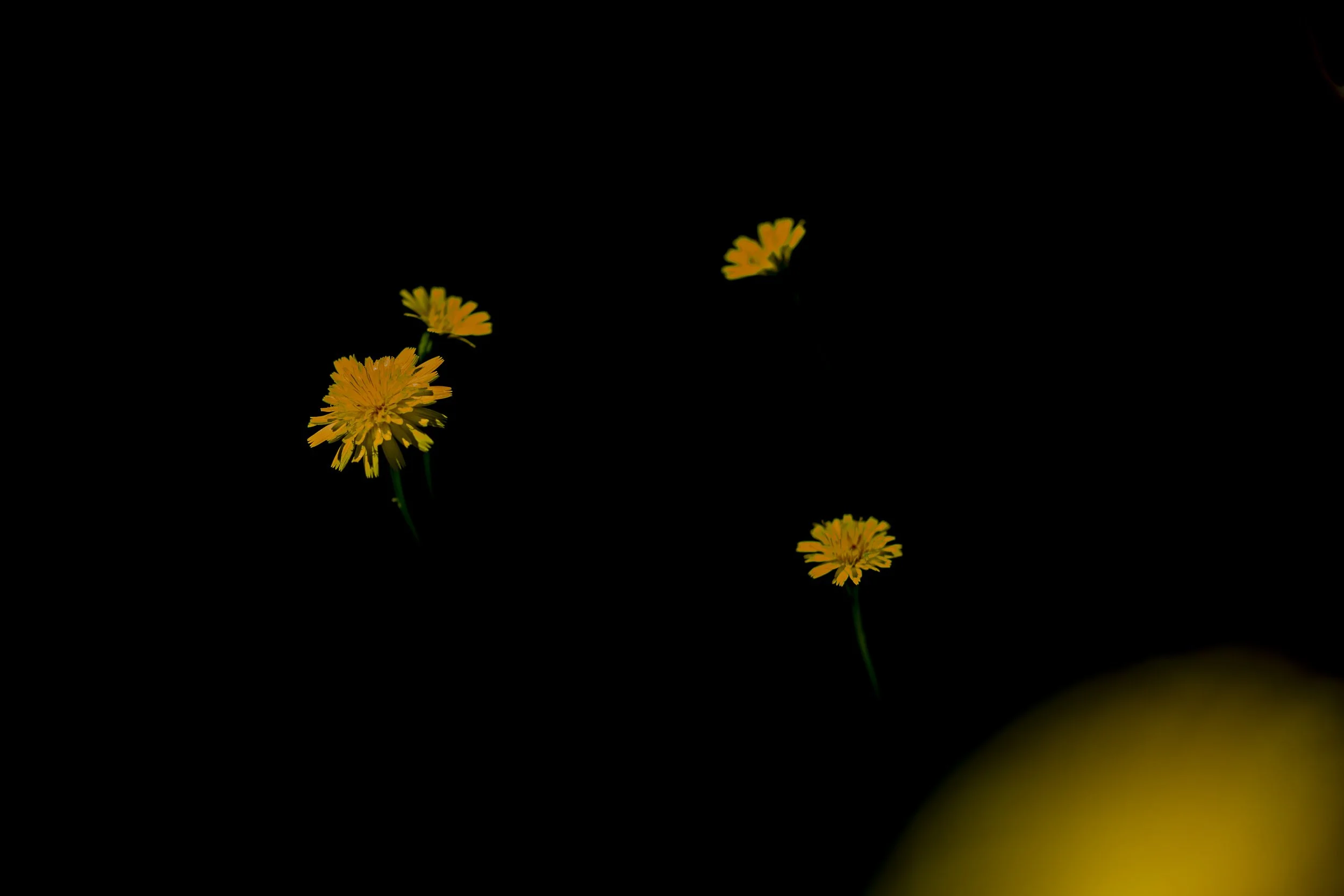 Haseltine-Heartbreak-29.jpg
