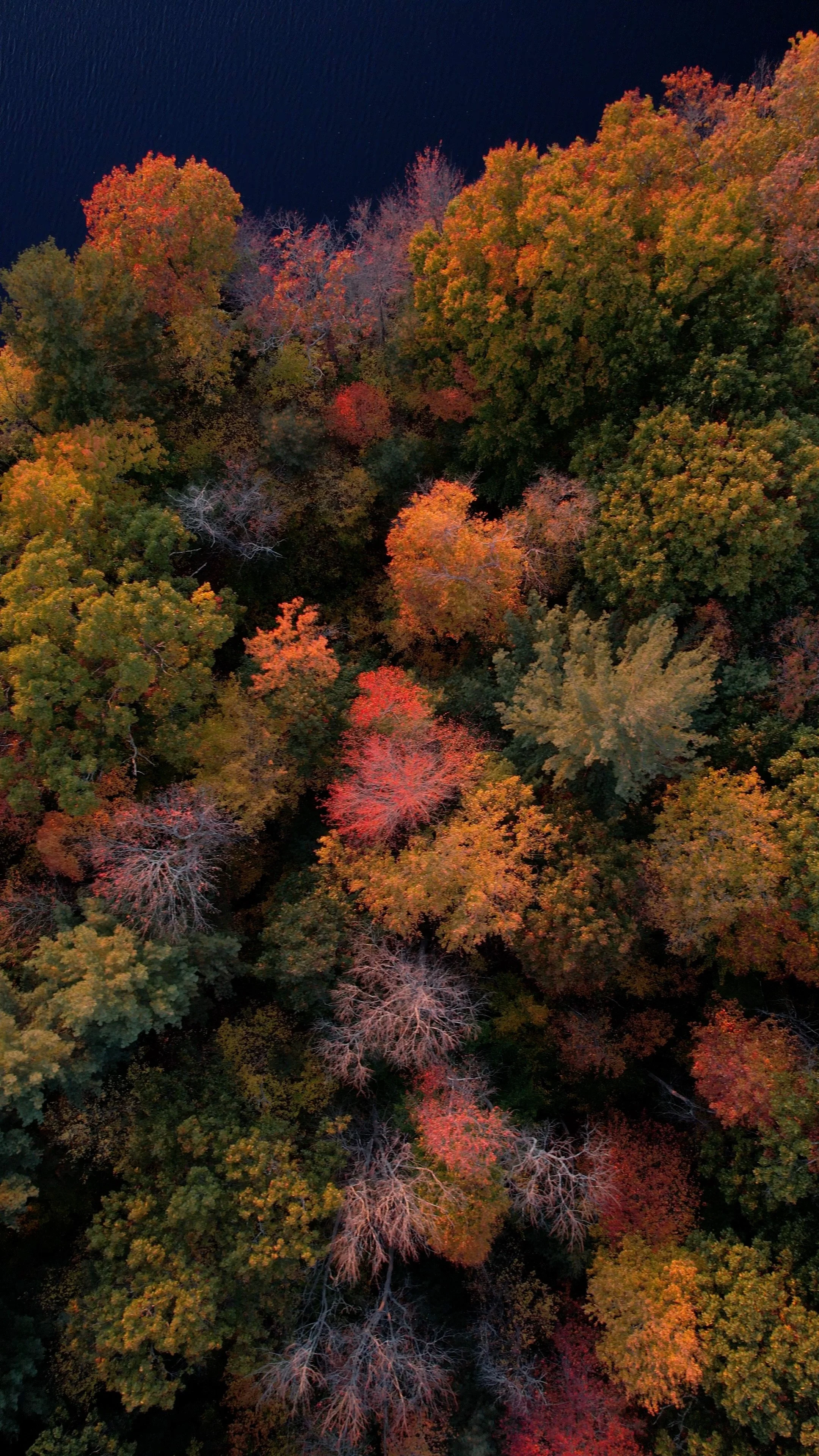 foliage.jpg