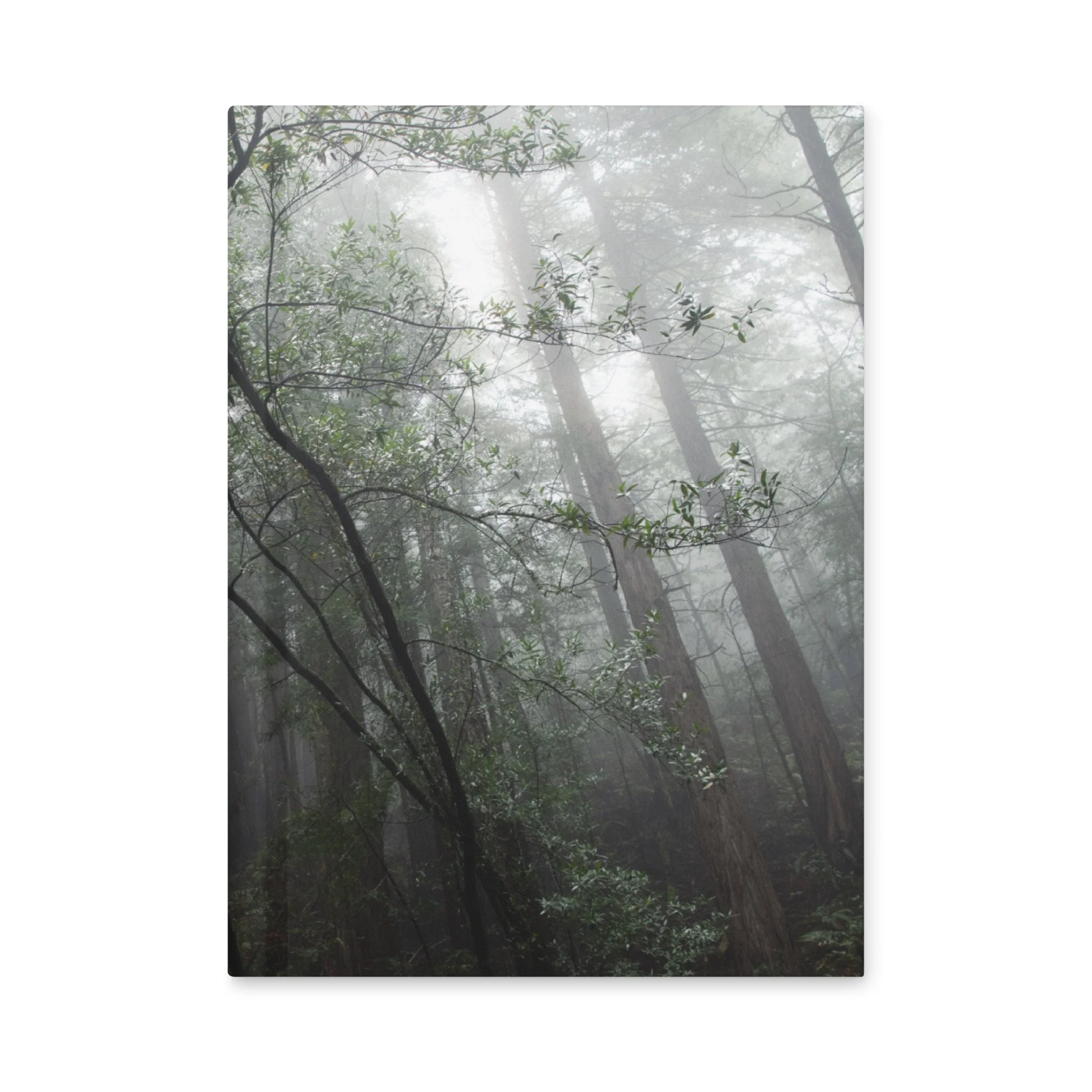 Muir Woods Hardcover Journal