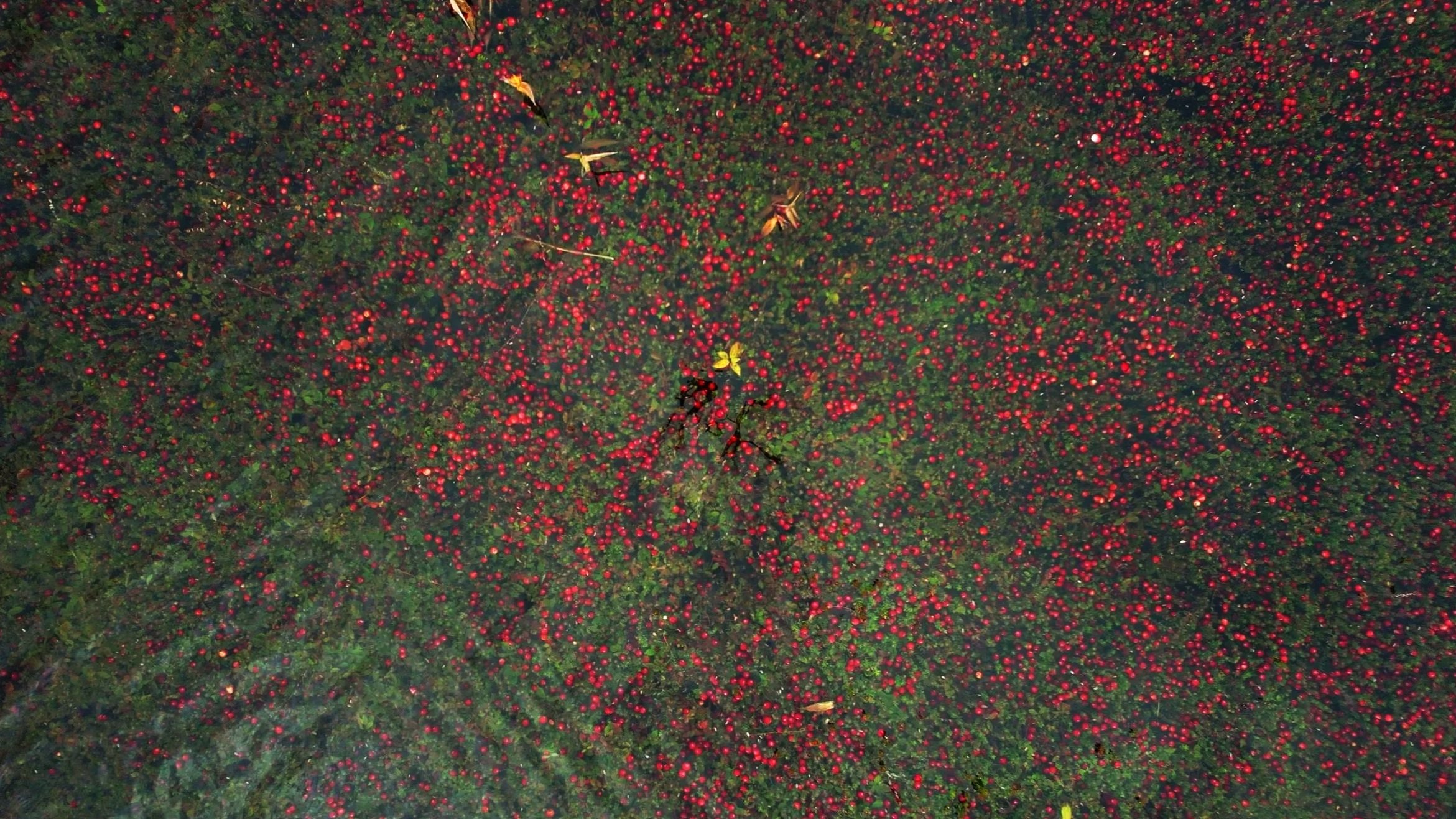 cranberrybog2.jpg