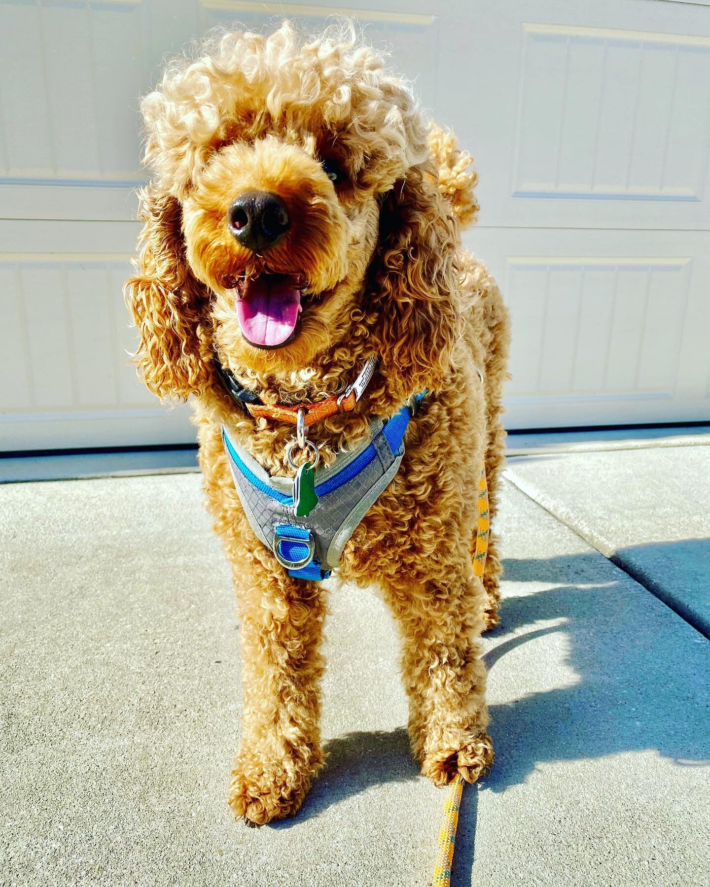 Meet our newest Pet Fit member Murphy! He is ready to shed a few lbs before the summer rolls in, and will be moving and grooving with us M/W/F. What a cutie! ☺️ 🐾
