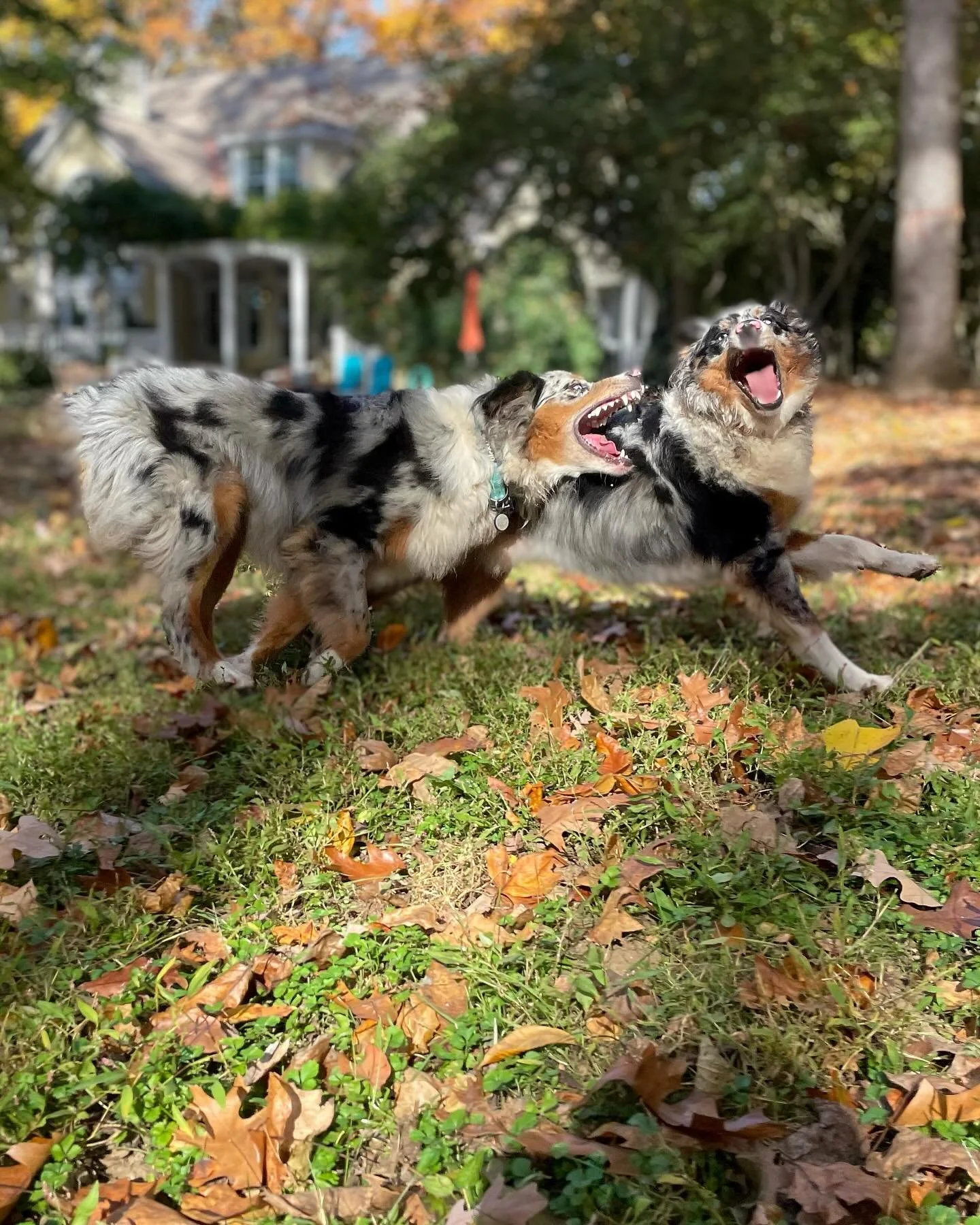 Fall 🍁🍂 is finally upon us! Can&rsquo;t wait to crash through the leaves, admire Halloween decorations, and explore nature with all of our furry friends 🐶

Happy Fall from your friends at Pet Fit 🐾🎃

.

Photos and post by Natalie! 

#dogwalkings
