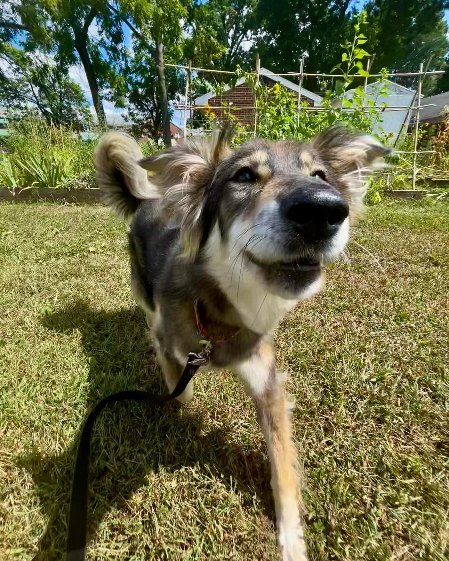 Happy September!🌾🌻🐶

Here&rsquo;s to a new month, cool weather, and tons of amazing walks! Thanks for being part of the Pet Fit Fam 🫶

.

Photos and post by Natalie! 

#dogwalkingservices #dogwalker #dogwalking #dogwalk #Columbia #howardcounty #e