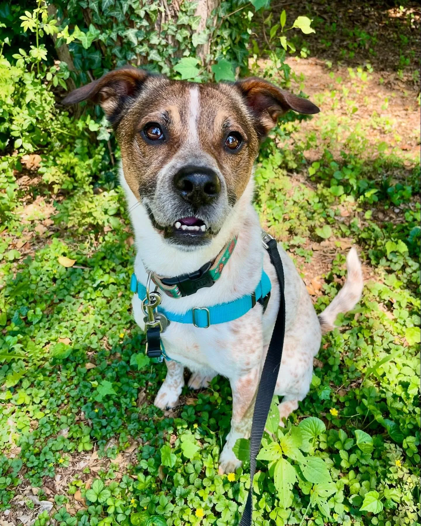 HAPPY INTERNATIONAL DOG DAY 🐶🐾🐕🦮🐩🐕&zwj;🦺

Today couldn&rsquo;t be more gorgeous!☀️ Make sure to celebrate your four-legged friends with some of their favorite activities: 

🐾 Enriching walks with new places to sniff
🐾 Quality time with their