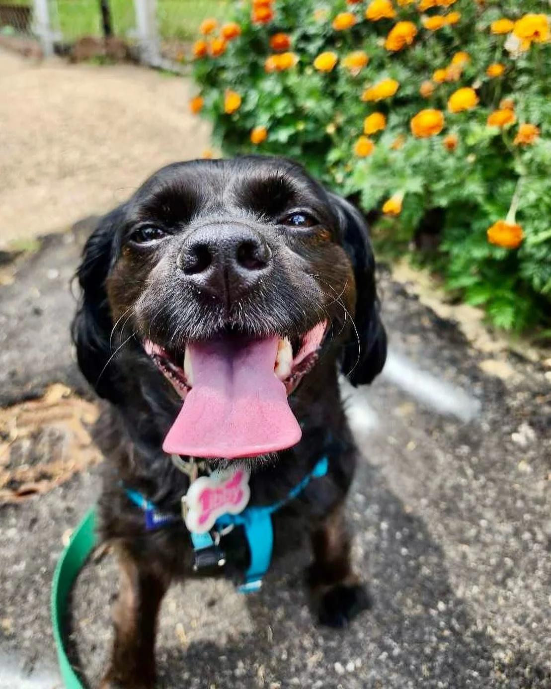 Dog Philosophy 101: Always stop and smell the flowers🌸🌻🌷🌼🌹

When life&rsquo;s got you in a rush, take a cue from your dog and pause to enjoy the scents of nature on your next walk. This cooler weather has all the flowers blooming and booming rig