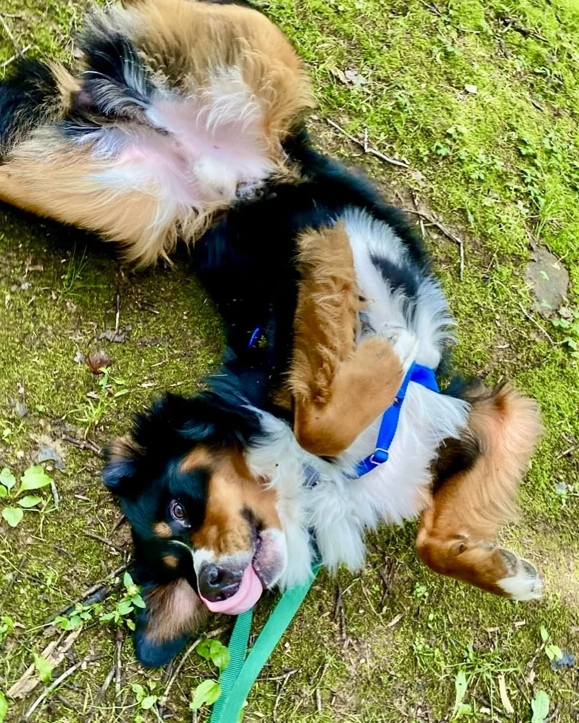 This cooler weather has us in the mood to sprawl in the grass 😍🌱

Did you know dogs will often roll in the grass for picking up and leaving scent, but sometimes they roll out of pure enjoyment? Some dogs just like the feeling of grass tickling thei